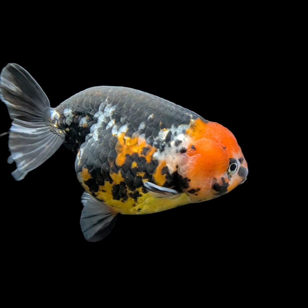Jumbo Ranchu AA Grade *Special Color Calico 5" in. ID#116R4B-03
