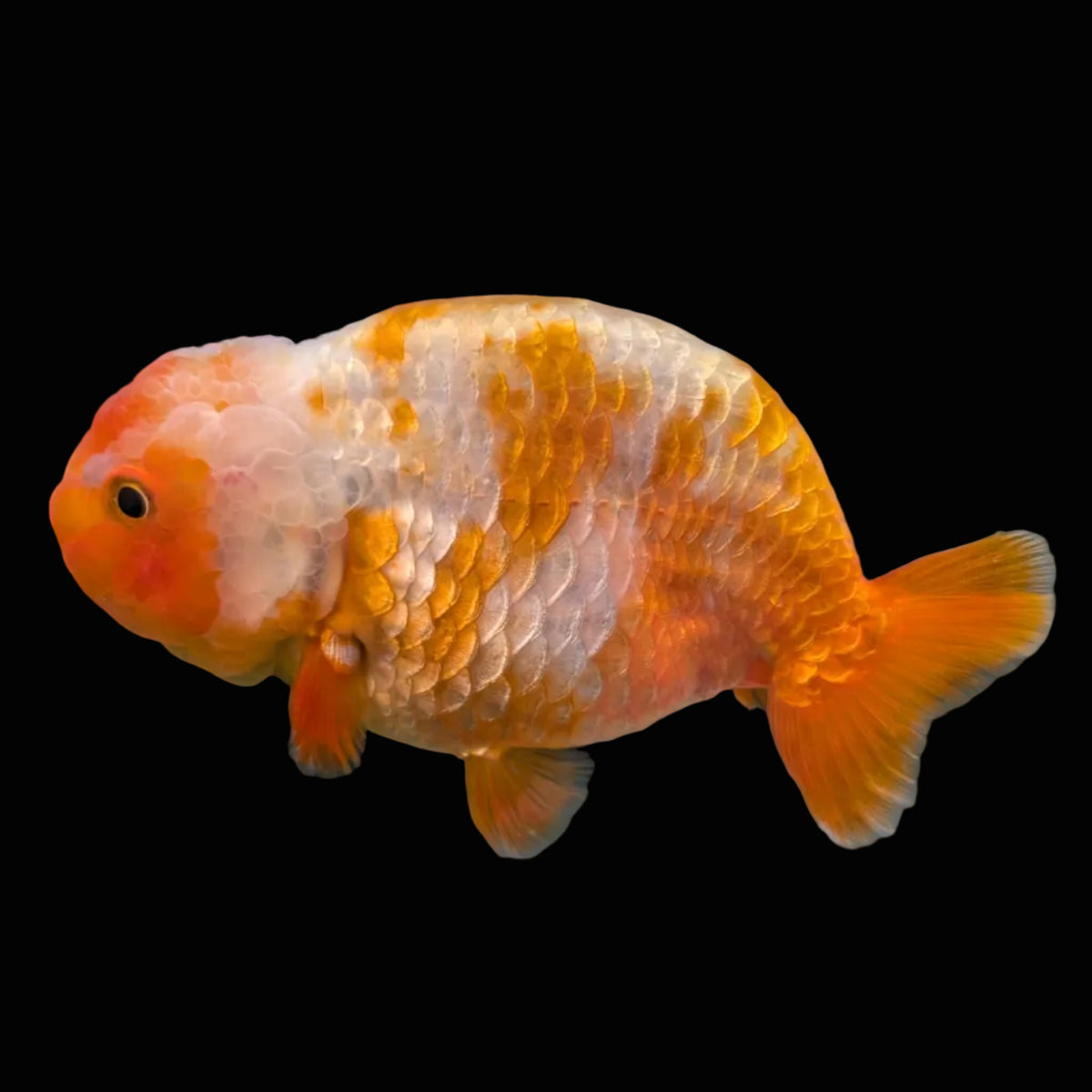 Jumbo Ranchu Sakura 4.5"-5" in. ID#1009R8A-051