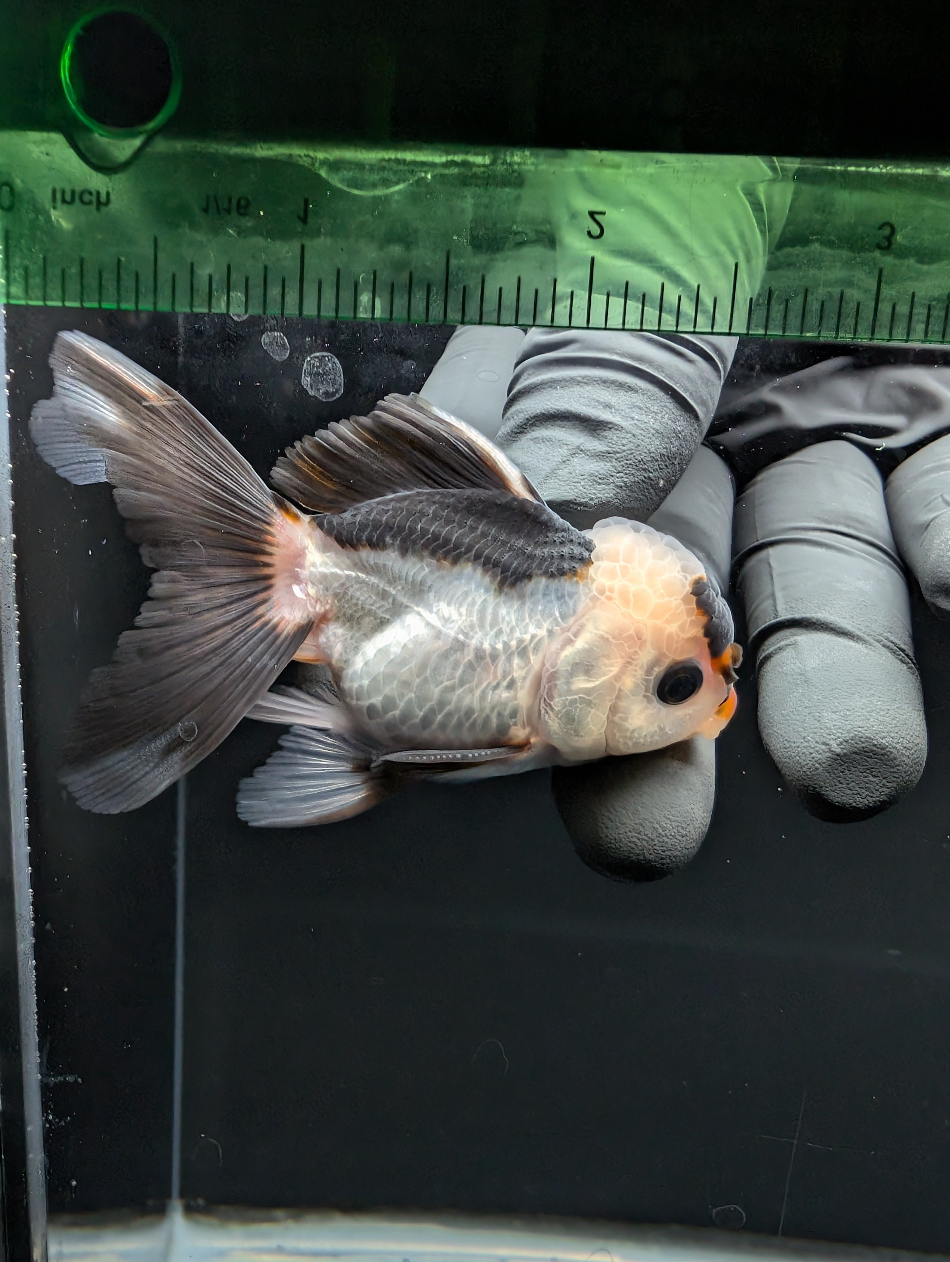 Juvenile Thai Oranda Panda 3"in.  ID#814T1A-006