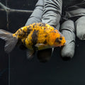 Ranchu Calico 2.5"-3" in. ID#717R4A-013