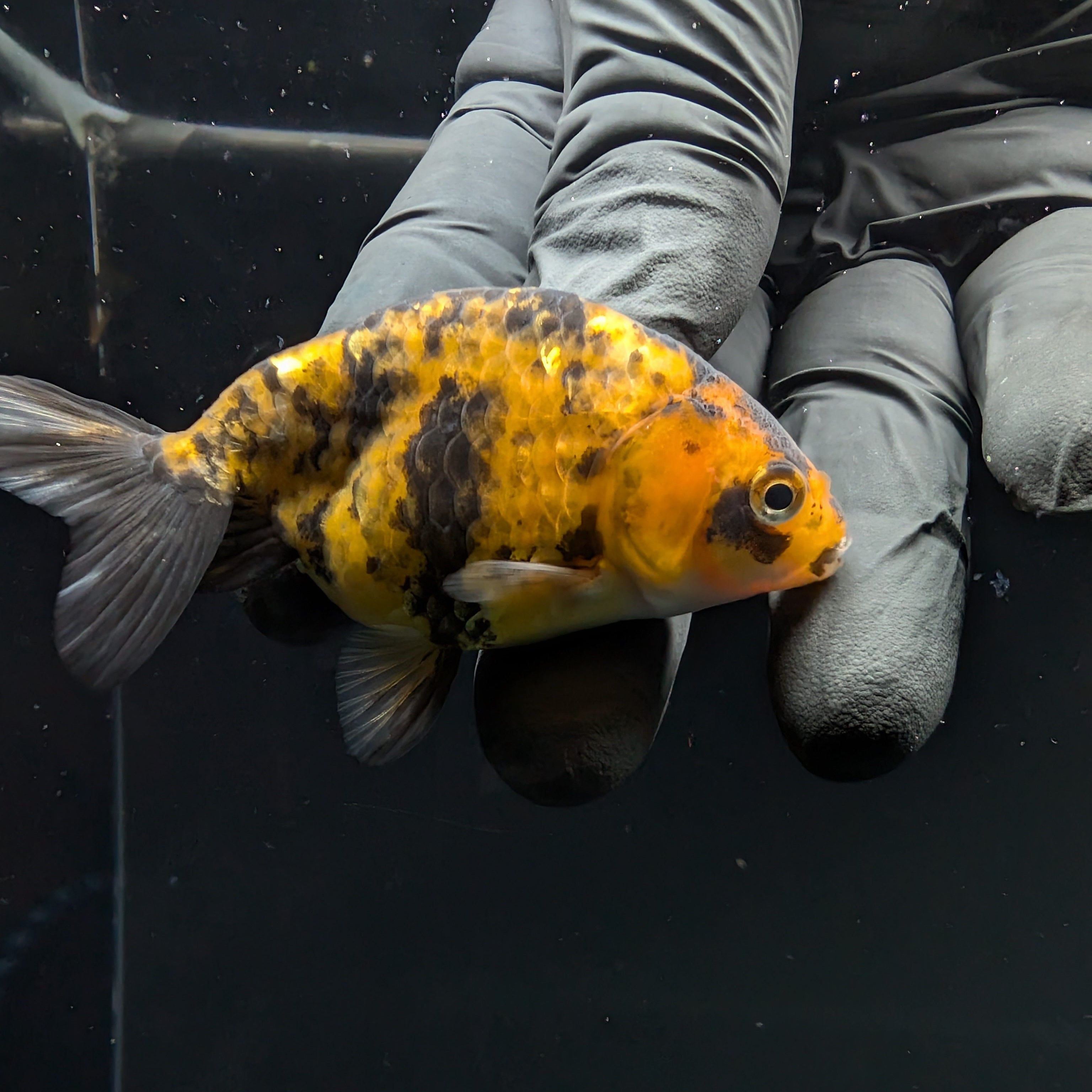 Ranchu Calico 2.5"-3" in. ID#717R4A-013