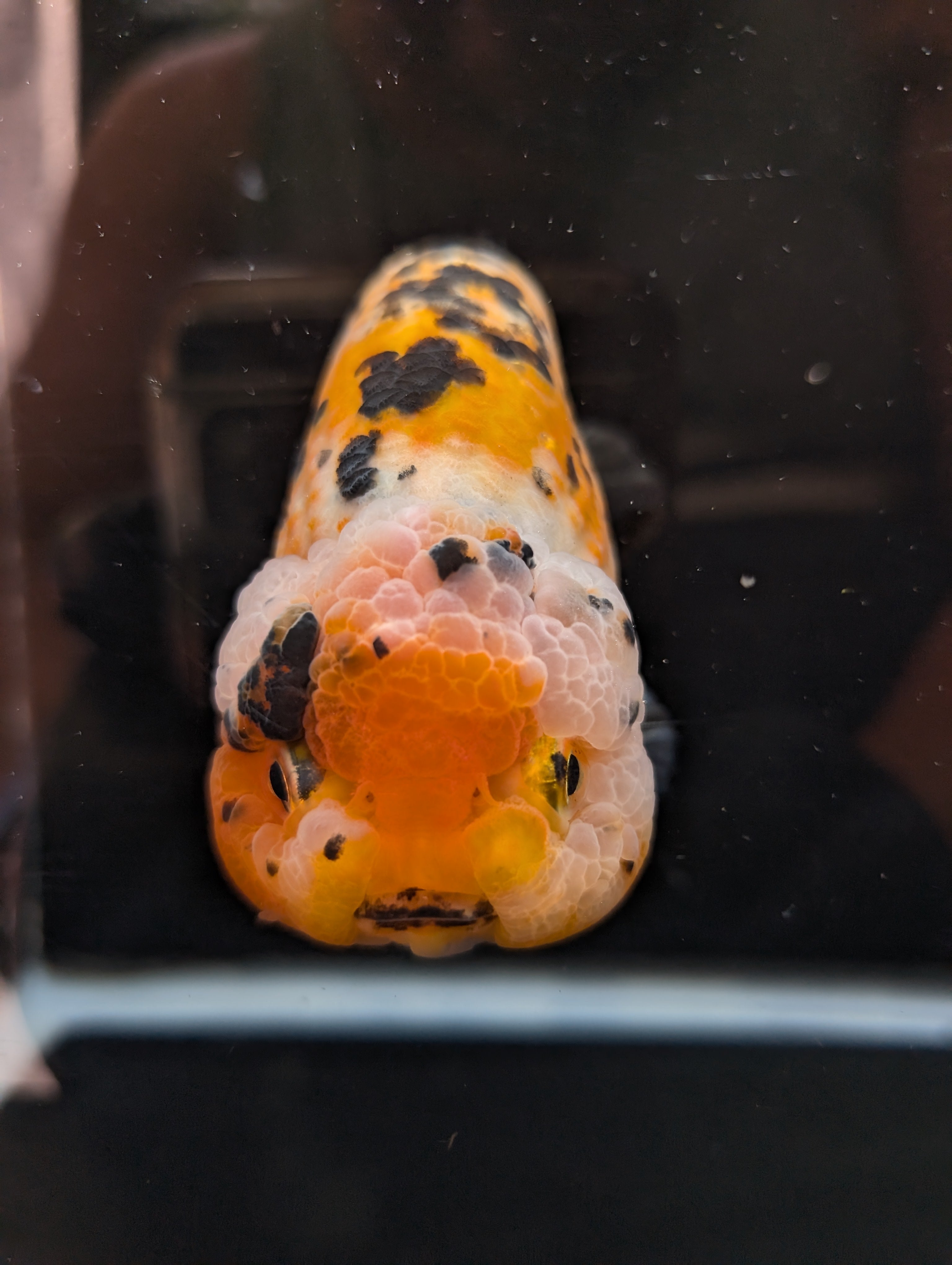 Jumbo Ranchu Calico 4.5"-5" in. ID#821R8A-033