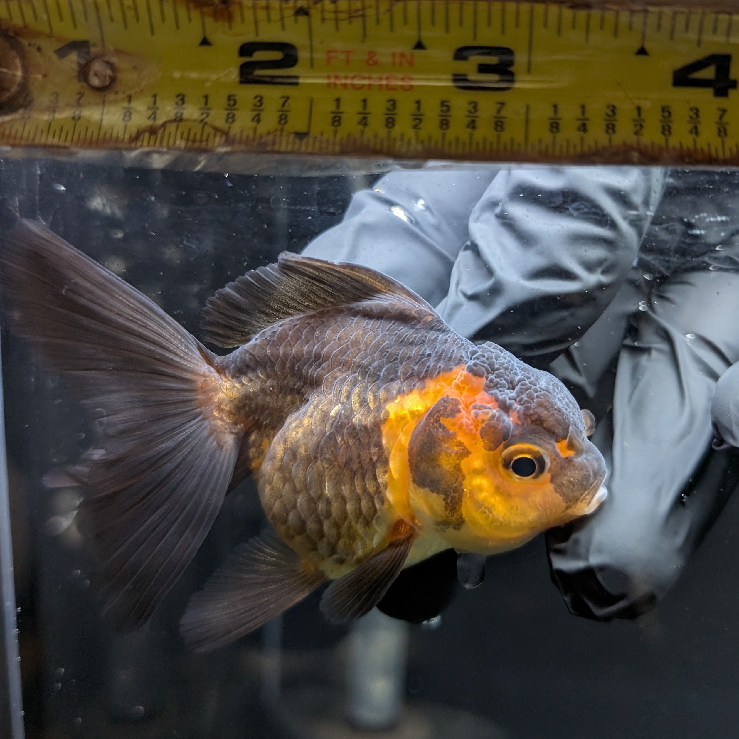 Juvenile Oranda Tricolor 3.5"-4" in.  ID#417T7A-011
