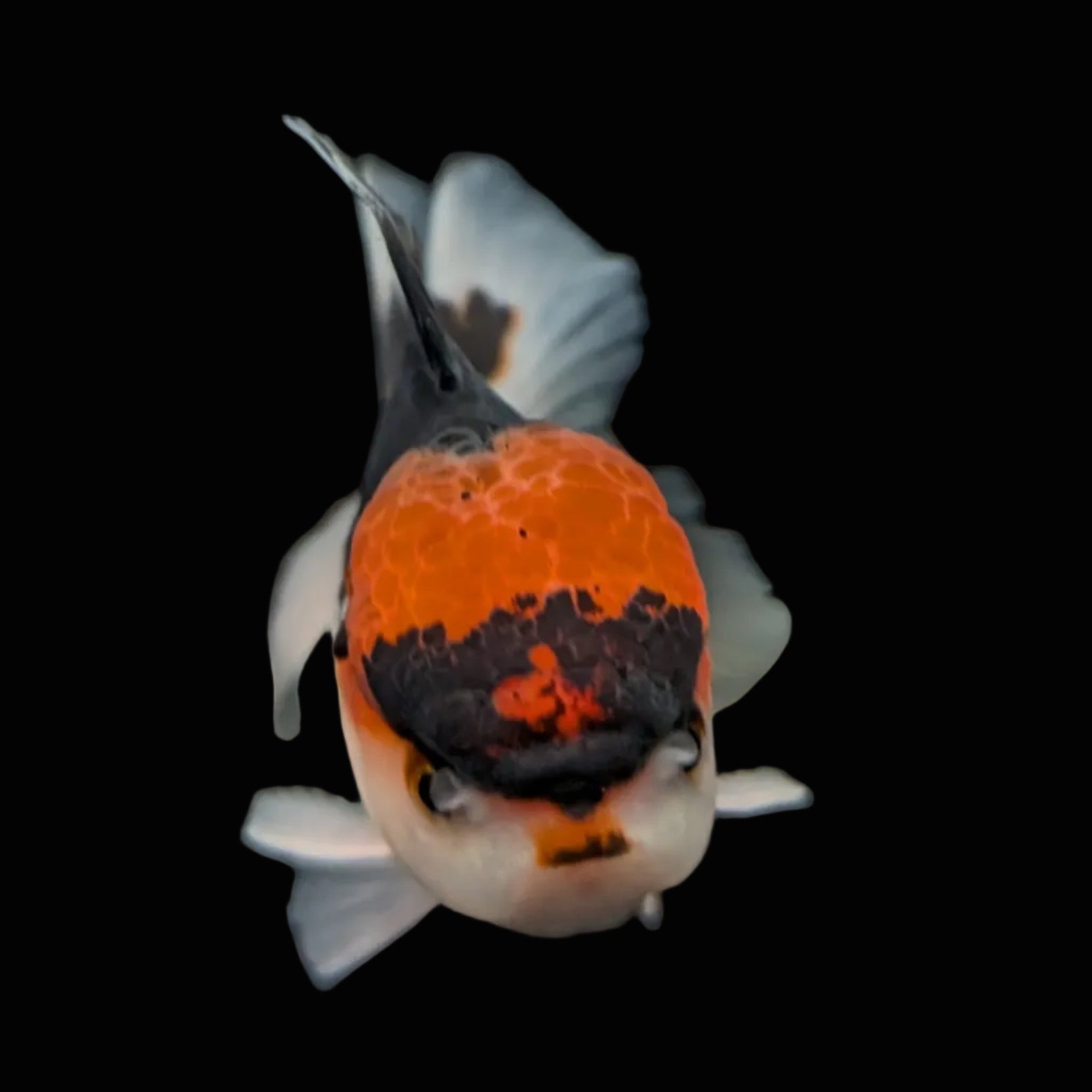 Juvenile Oranda Tricolor 3.5"-4" in.  ID#424T1A-006