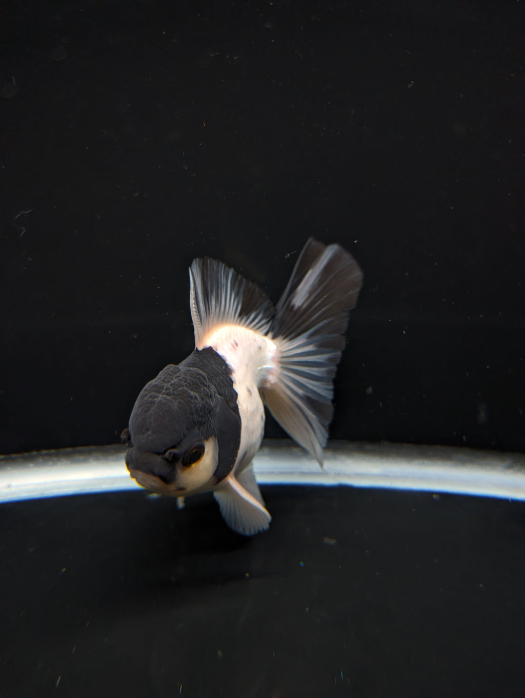 Thai Oranda Panda 4"-4.5"in.  ID#1023T1A-022