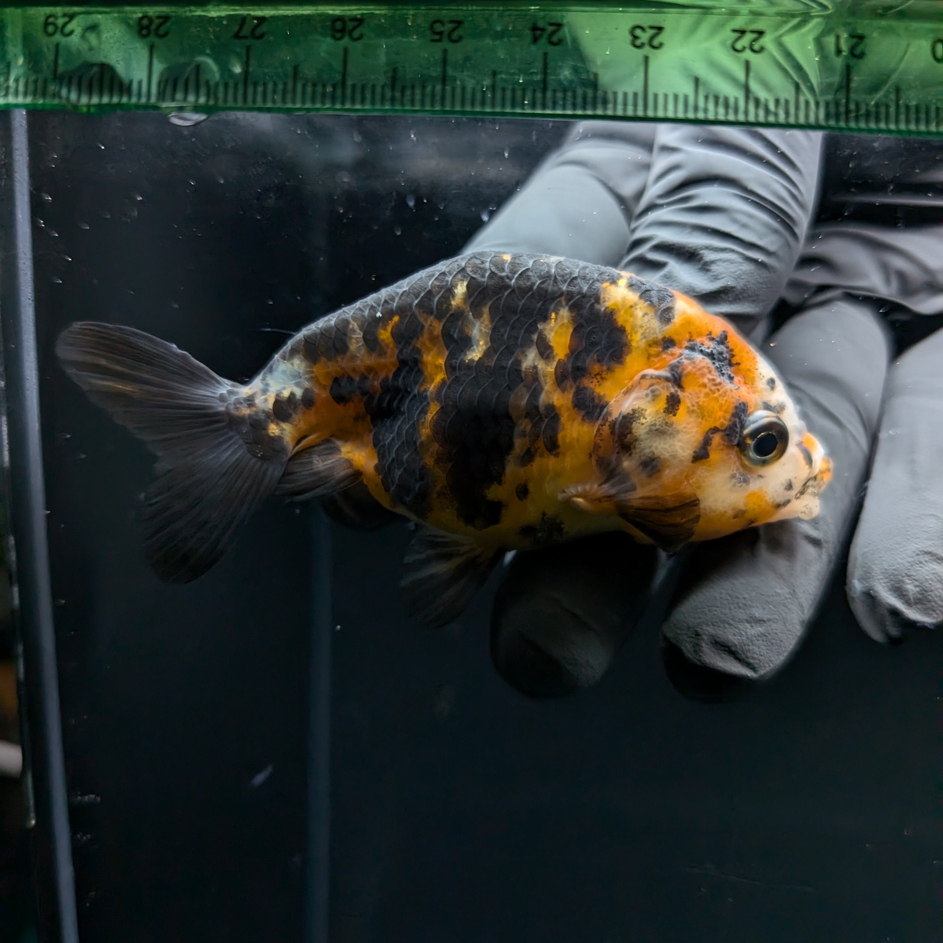 Ranchu Calico 2.5"-3" in. ID#724R4A-024