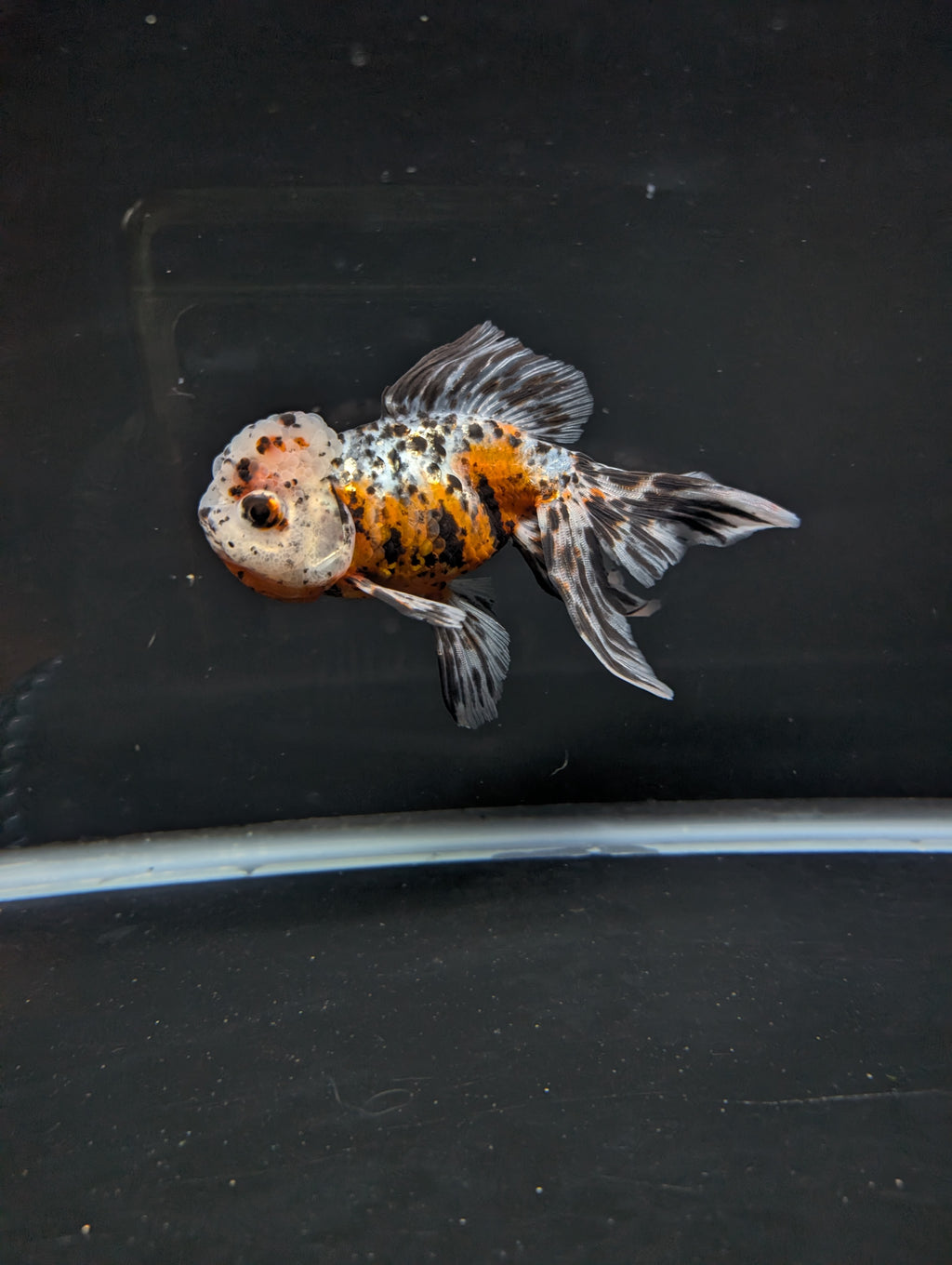 Calico Oranda 4.5"-5"in. ID#814LB2A-53