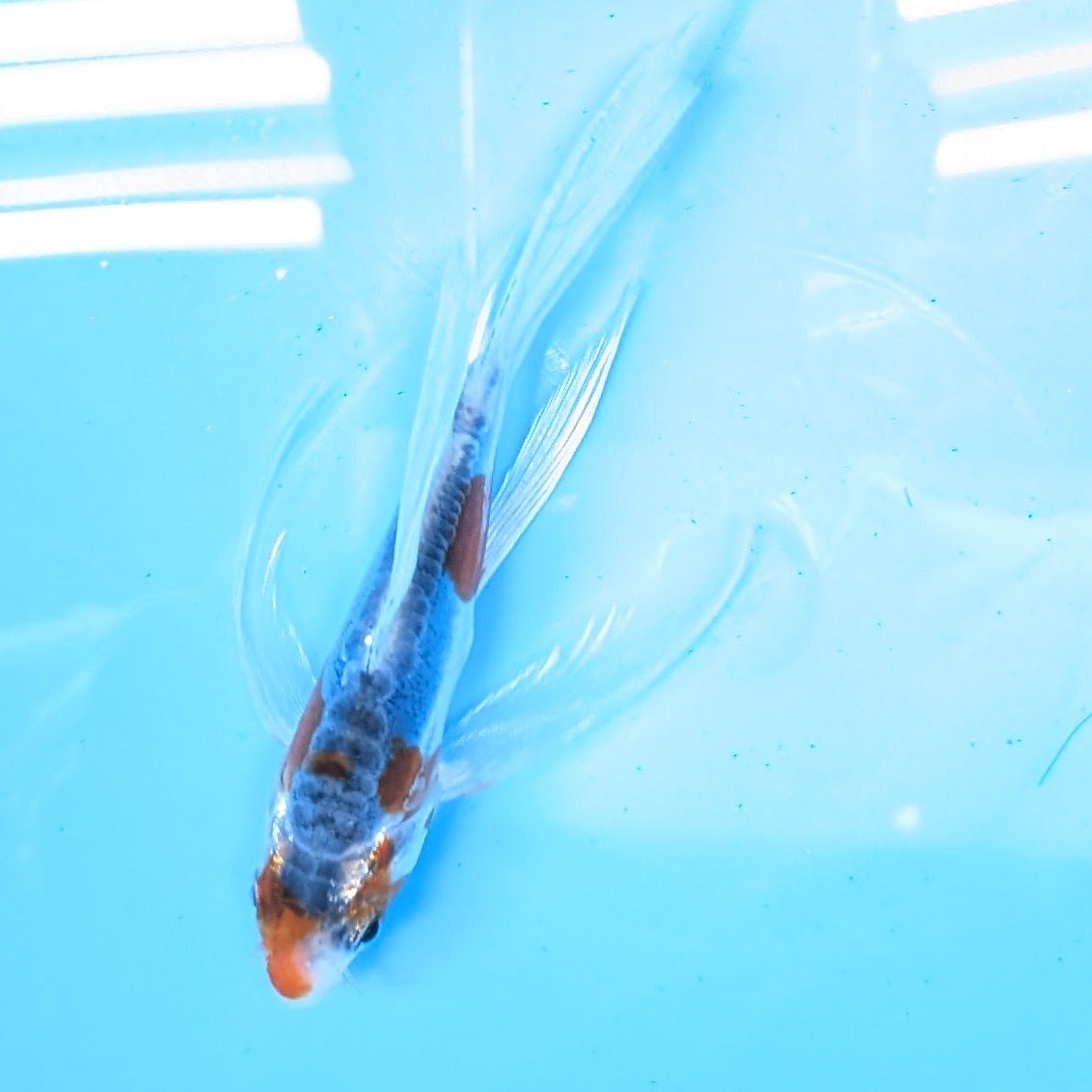 Shusui Butterfly Koi  5"-6" in. ID#727BFK-003