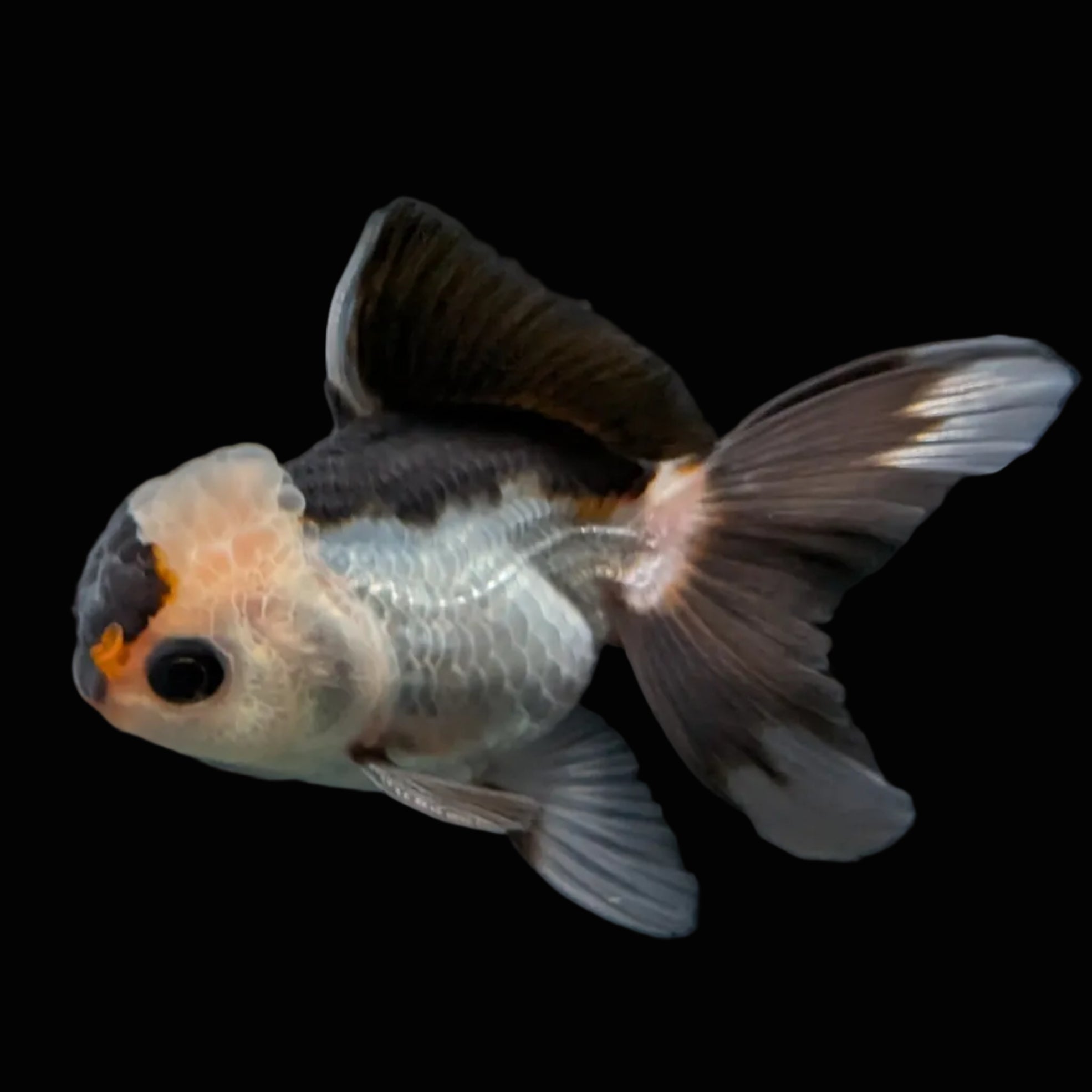 Juvenile Thai Oranda Panda 3"in.  ID#814T1A-006