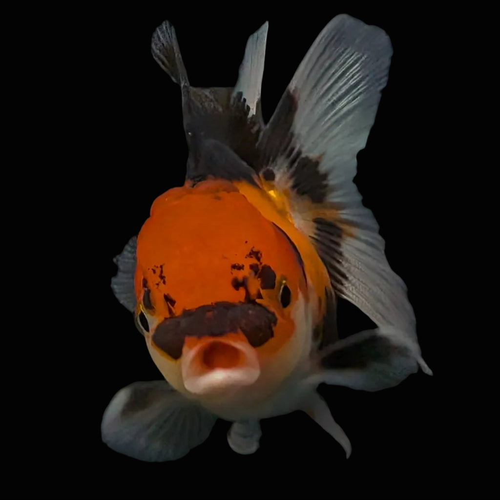 Thai Juvenile Oranda Tricolor 3"-3.5" in.  ID#626T1A-008