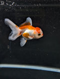 Juvenile Oranda  Red White 3"-3.5"in.  ID#619T1A-010