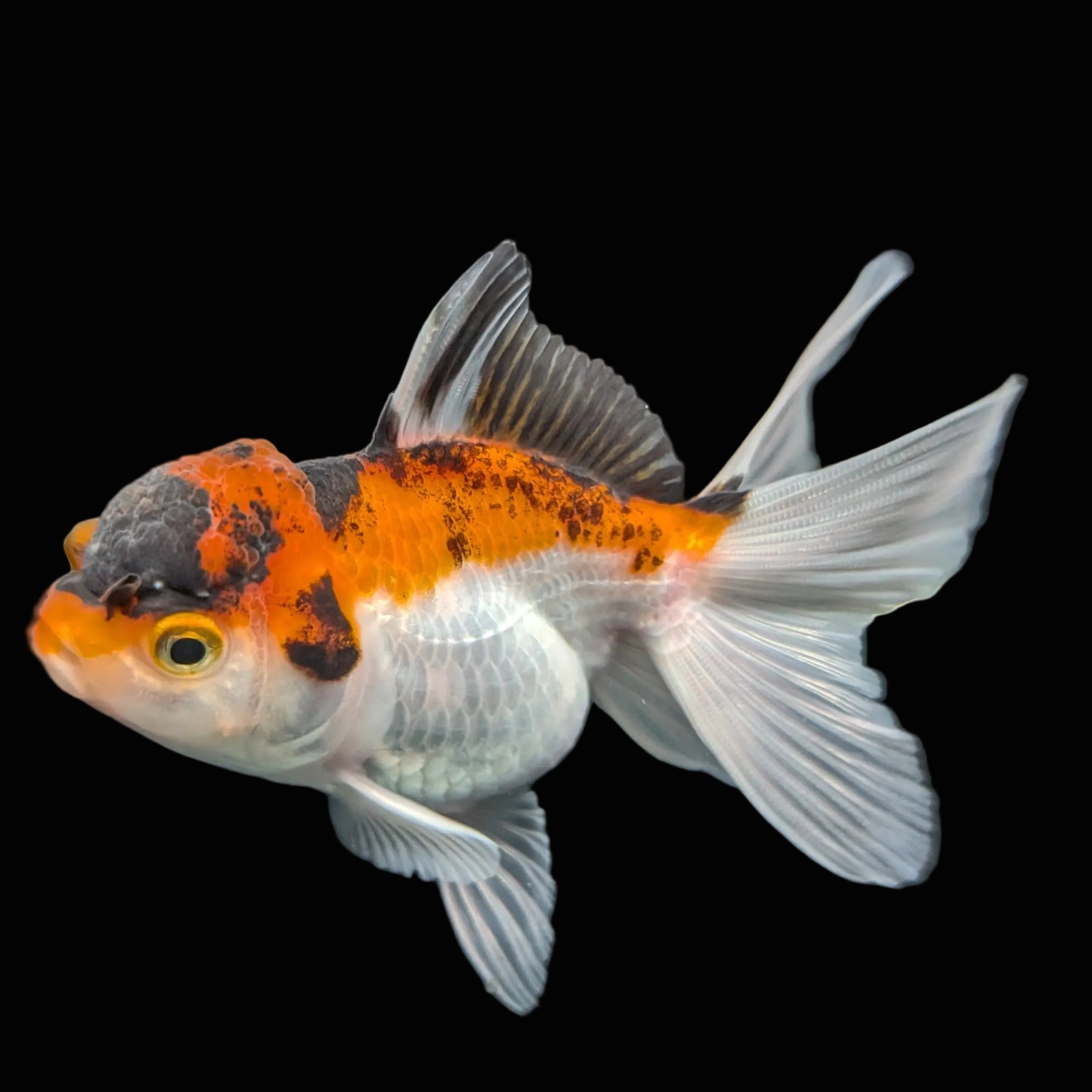 Juvenile Oranda Tricolor 3.5"-4" in.  ID#403T8A-004