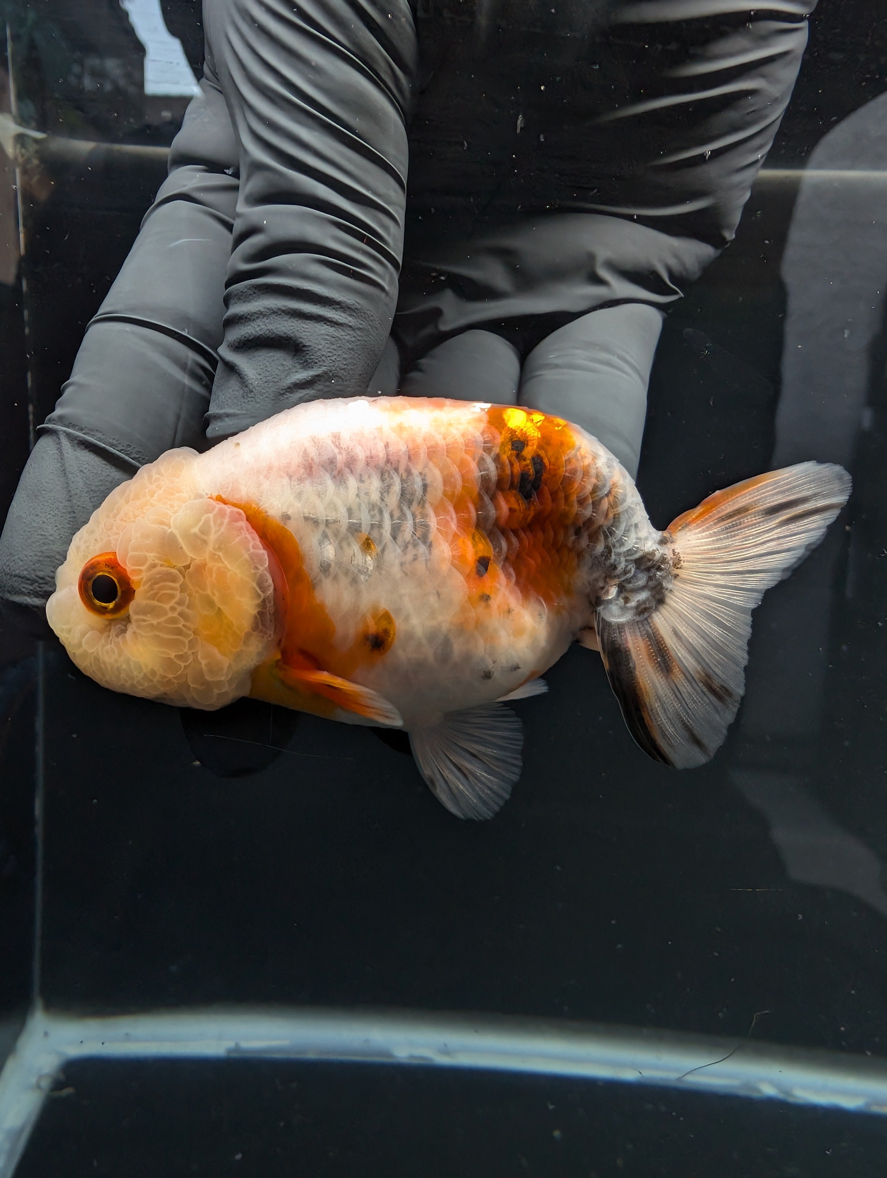 Jumbo Ranchu Calico 3.5"- 4" in. ID#717R8A-004