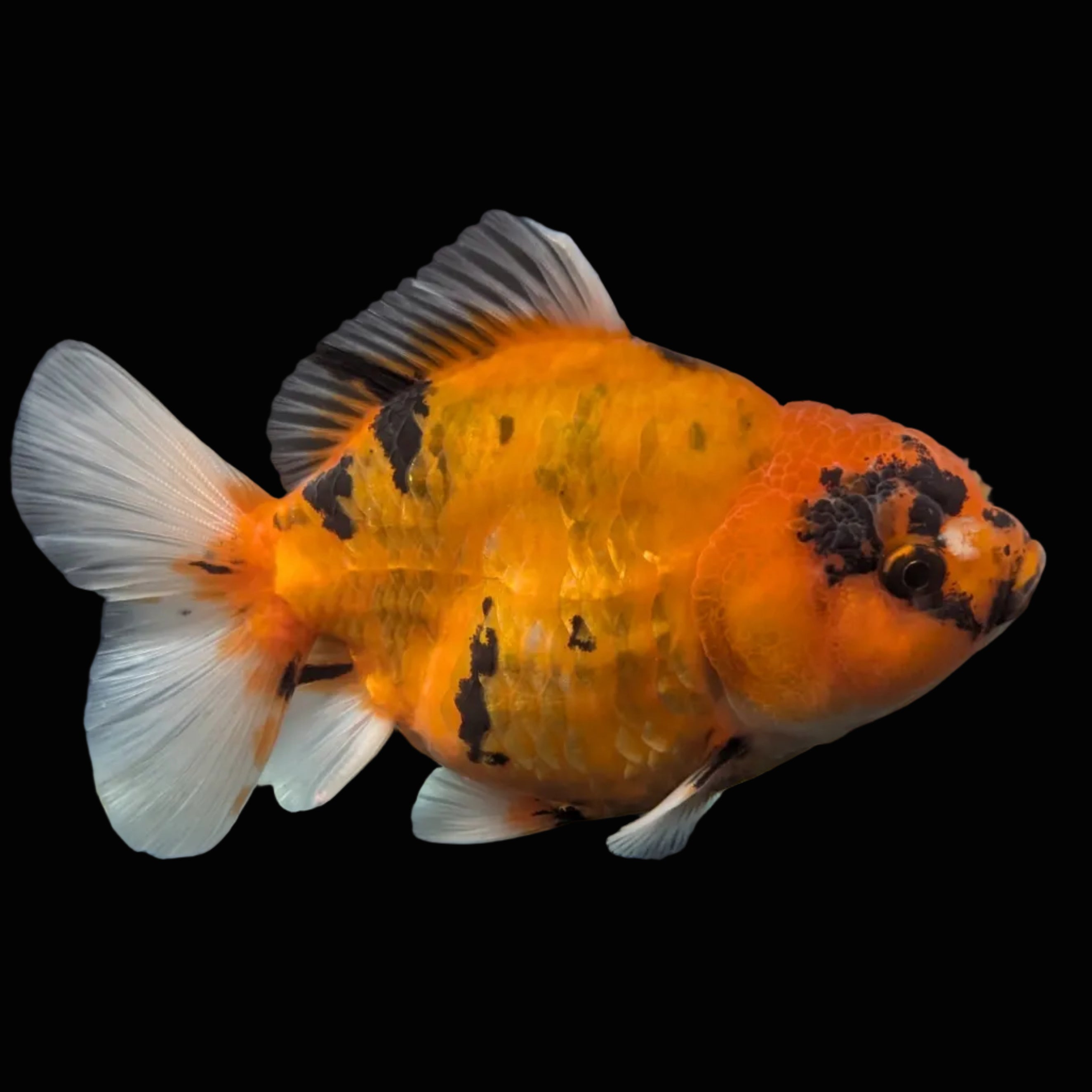 Jumbo Oranda Yuan Bao Calico   4"-4.5"in. ID#807SB13A-007