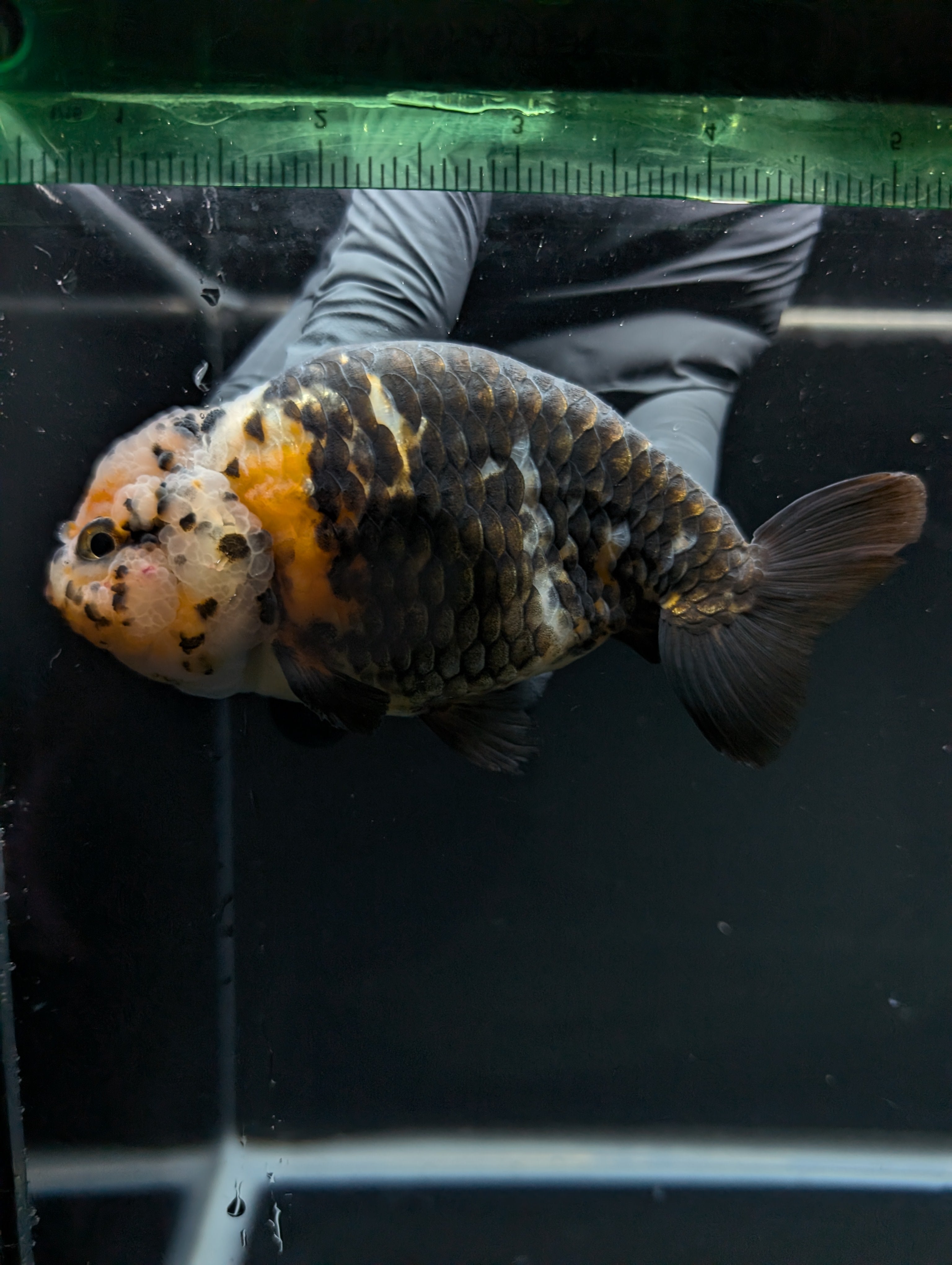 Jumbo Ranchu Calico 4.5"-5" in. ID#828R8A-055