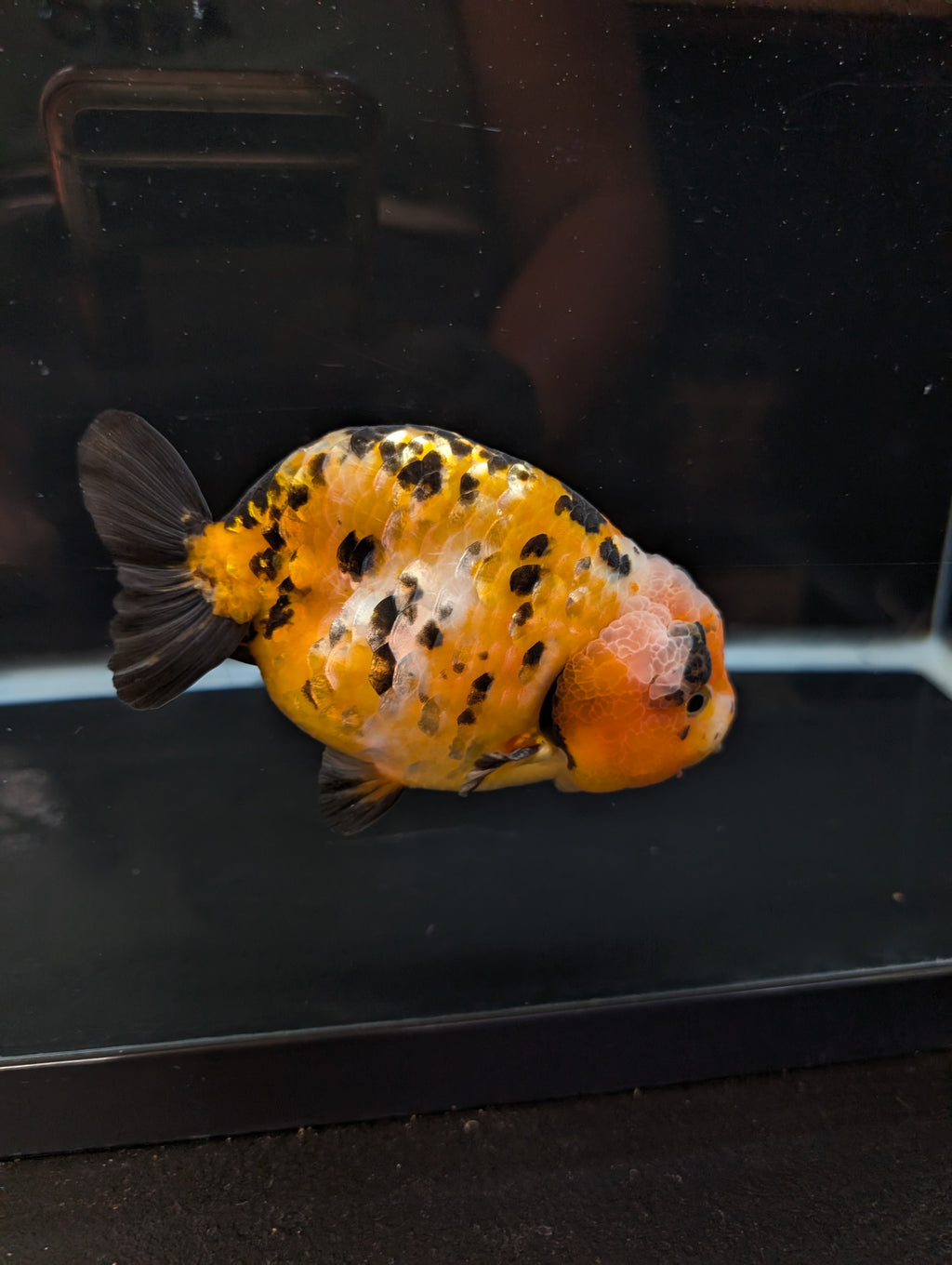 Jumbo Ranchu Calico 4.5"-5" in. ID#821R8A-033