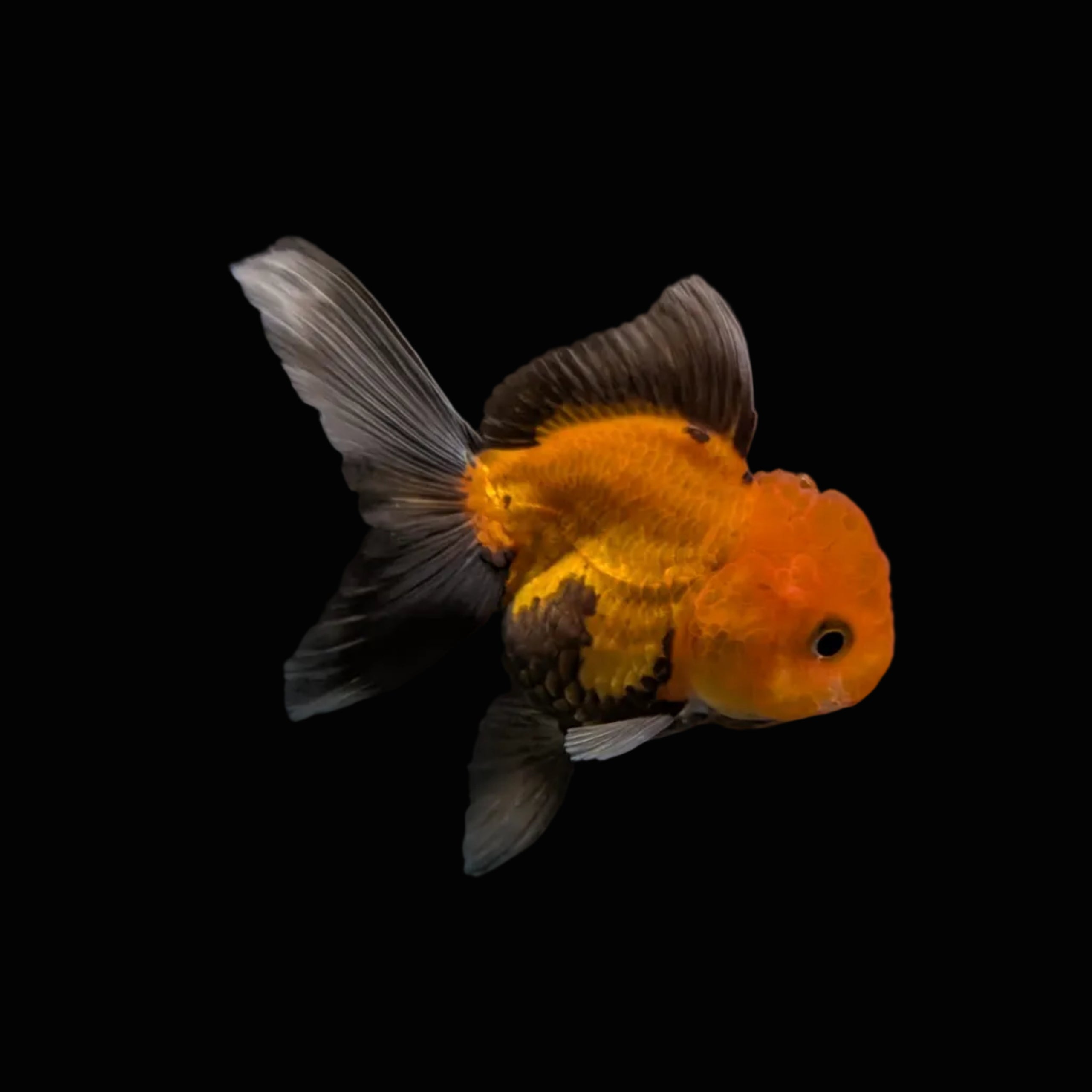 Juvenile Oranda Red Black 3.5"-4" in.  ID#327T13b-031