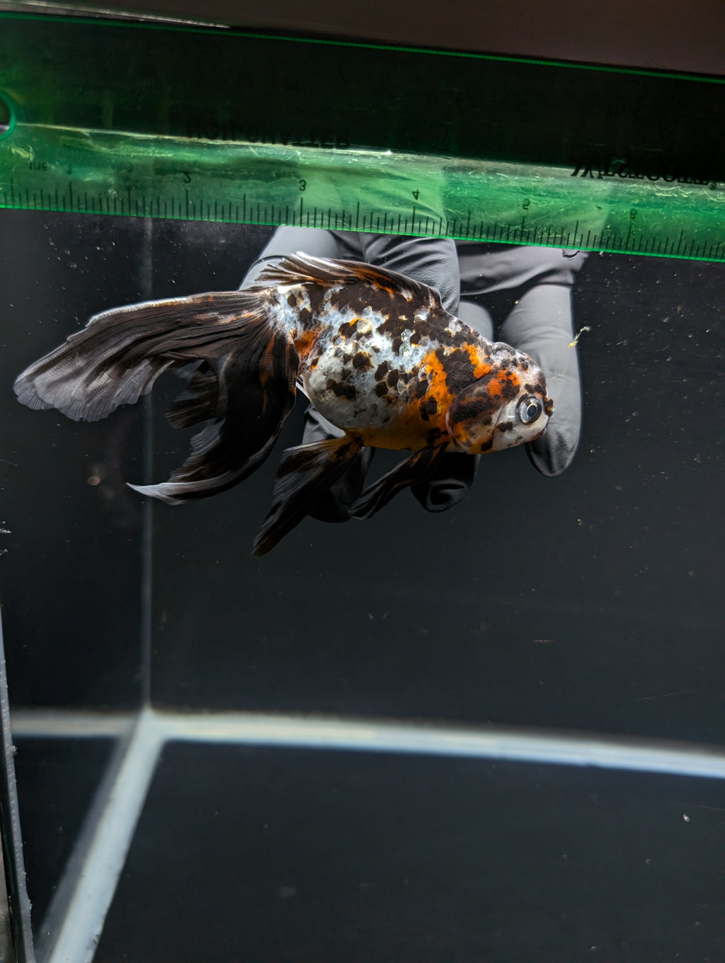 Calico Oranda 5"in. ID#821LB2A-61 Please See Notes.