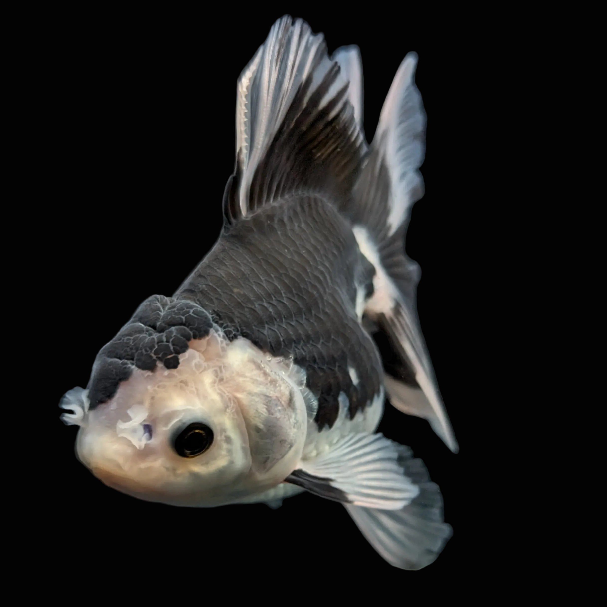 Thai Oranda Panda  4.5"-5"  ID#718T5B-001