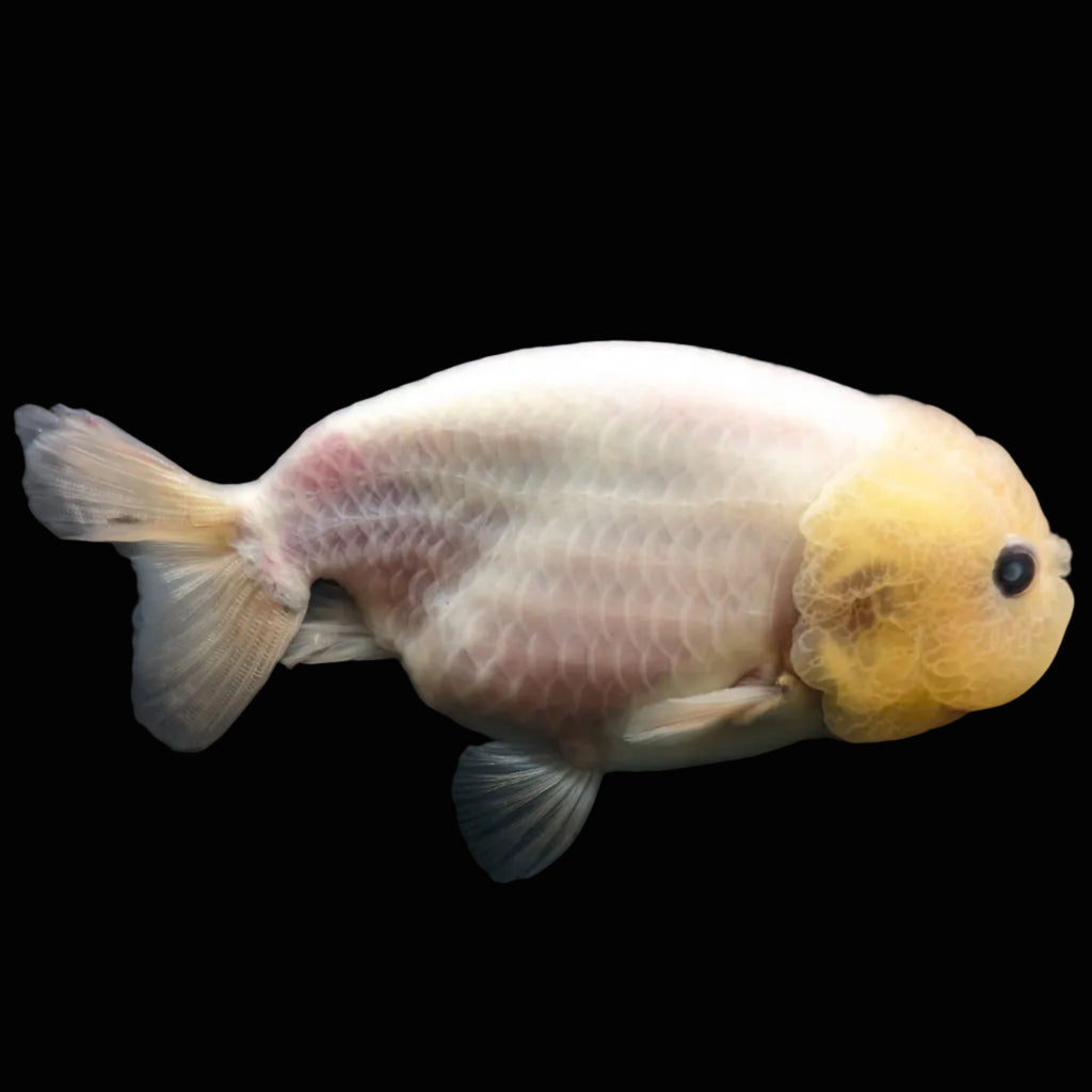 Jumbo Ranchu Pearl White 3.5"- 4" in. ID#703R8A-008 Please See Notes.