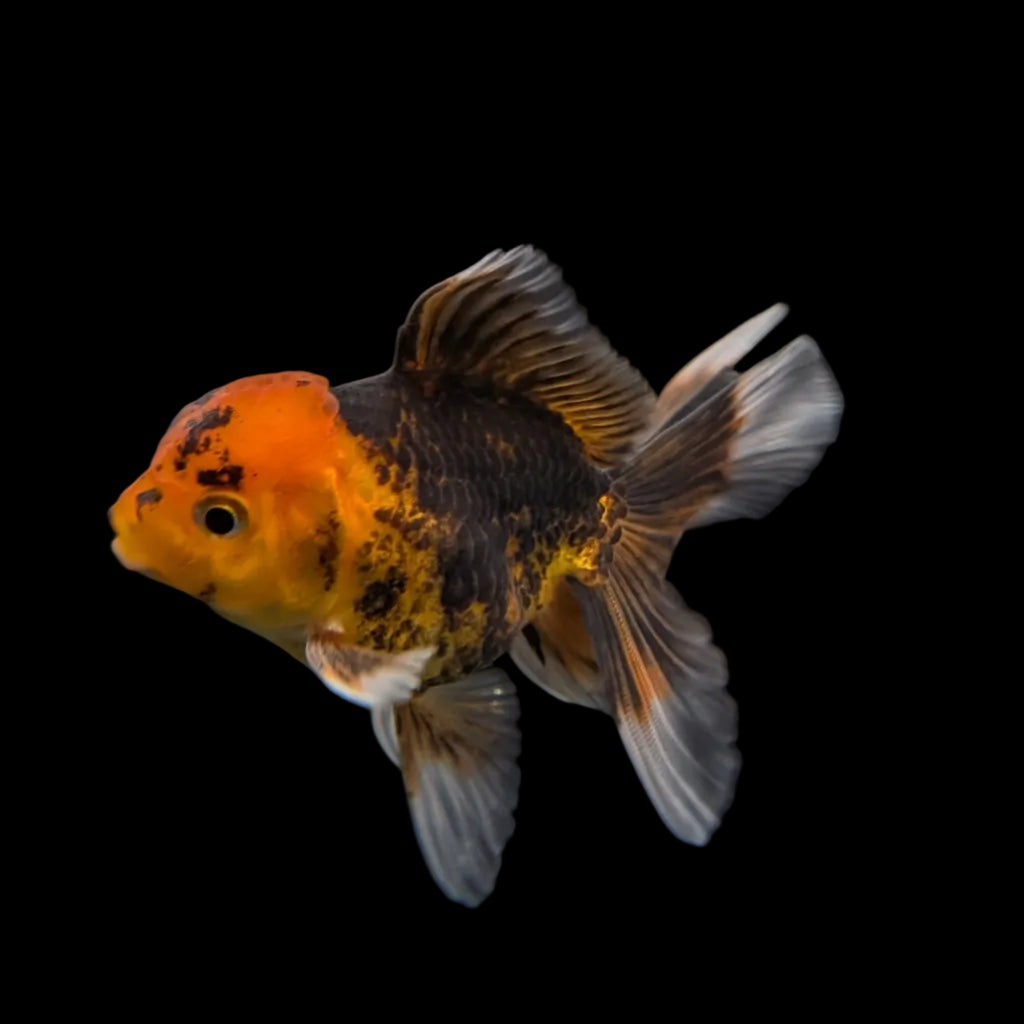 Juvenile Oranda Tricolor 3.5"-4" in.  ID#320T13b-018
