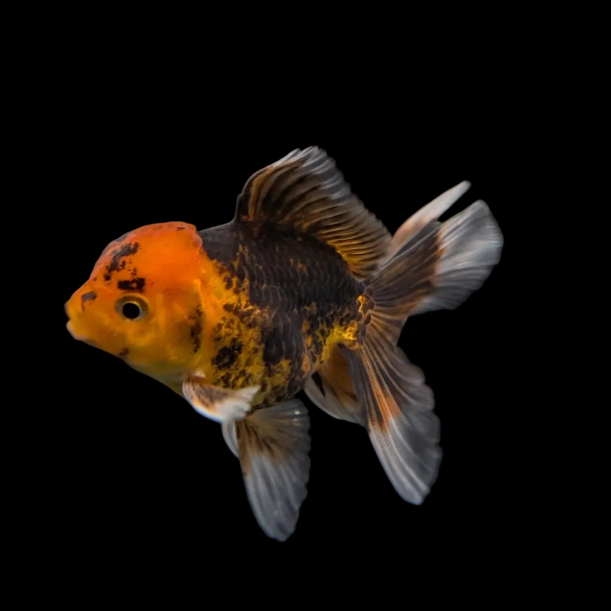 Juvenile Oranda Tricolor 3.5"-4" in.  ID#320T13b-018