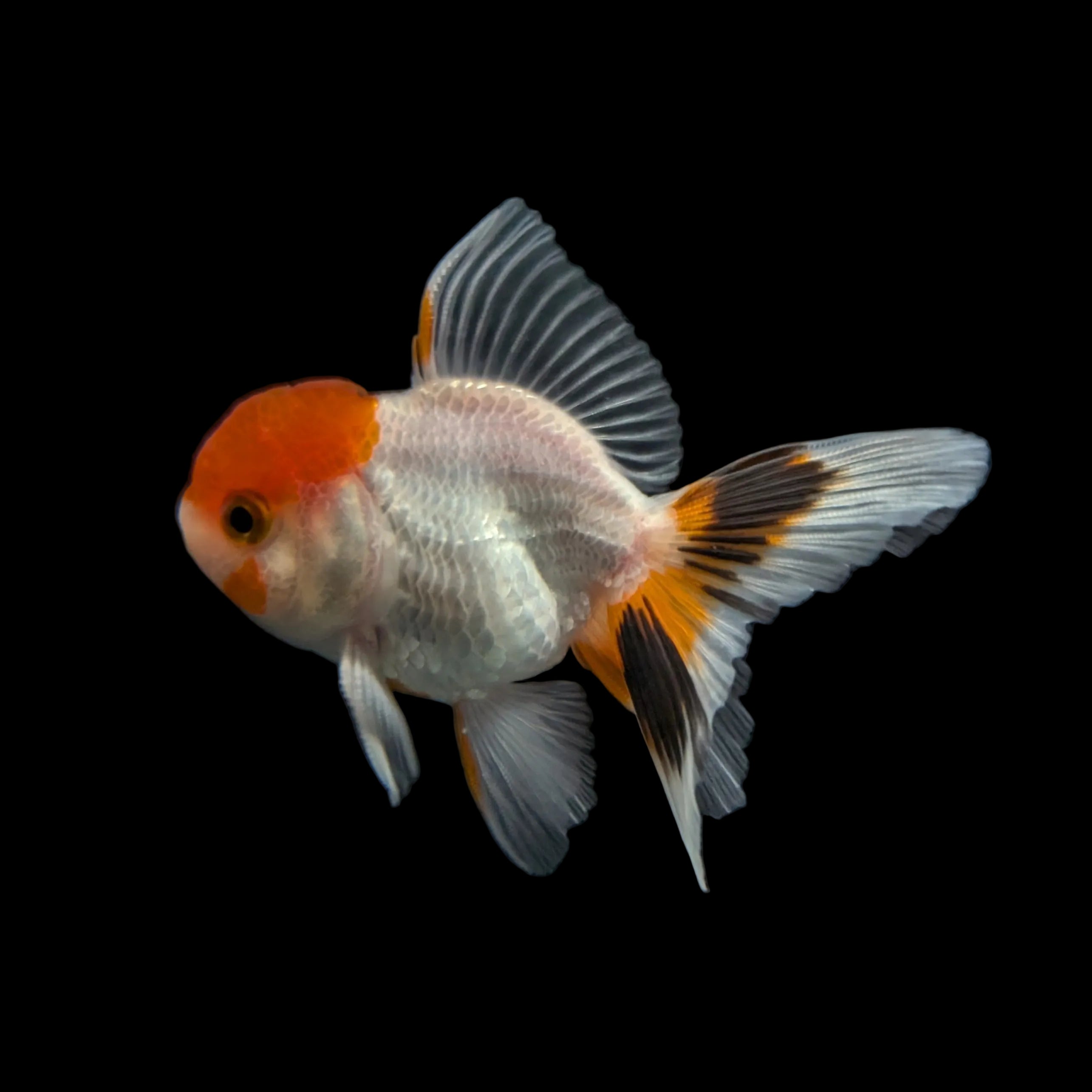 Juvenile Oranda Red Cap 3.5"-4" in.  ID#320T13b-005