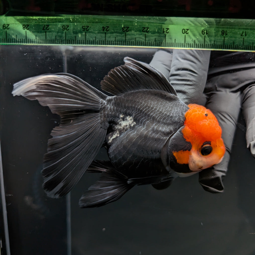 Thai Oranda Tricolor  4.5"-5"  ID#718T5B-004