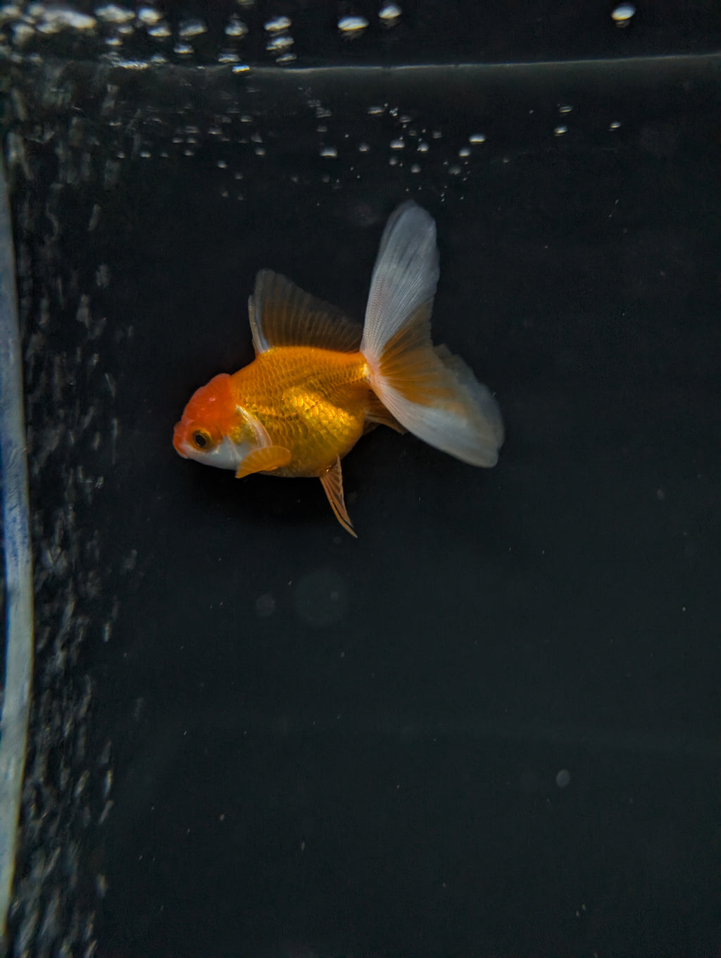 Juvenile Oranda  Red White 3"-3.5"in.  ID#619T1A-013