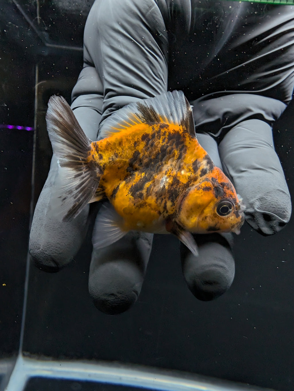 Baby Thai Shogun Oranda Tiger Calico 2"-2.5" in. ID#1016BSG11A-003