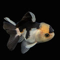 Juvenile Thai Oranda Panda 3"in.  ID#814T1A-008