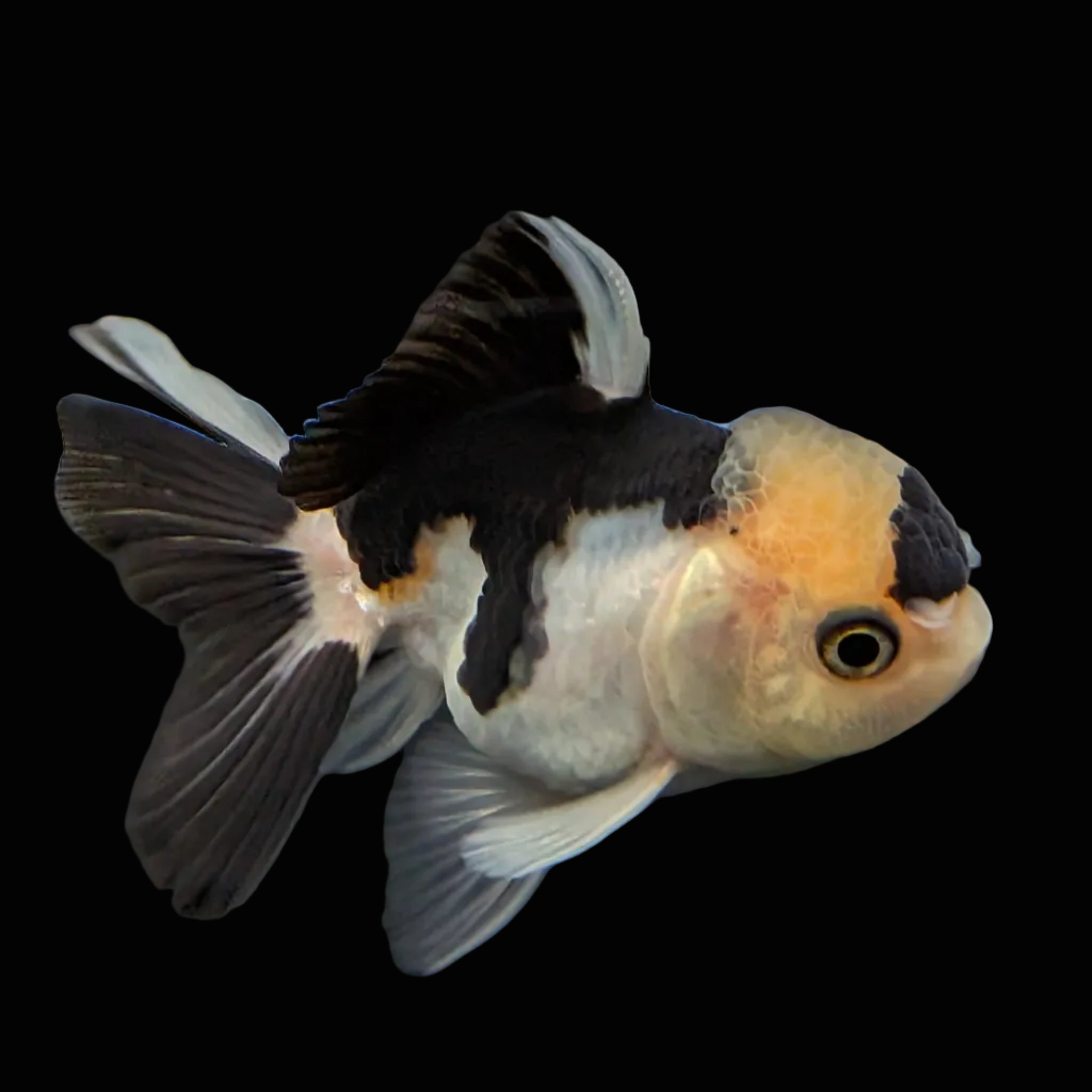 Juvenile Thai Oranda Panda 3"in.  ID#814T1A-008