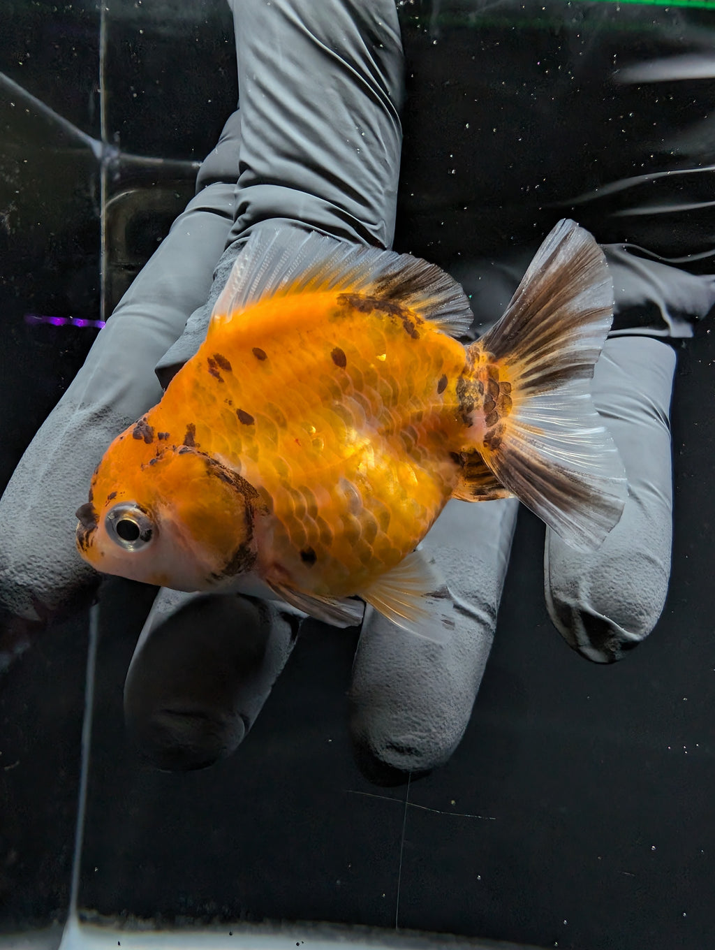 Baby Thai Shogun Oranda Calico 2"-2.5" in. ID#1016BSG11A-007