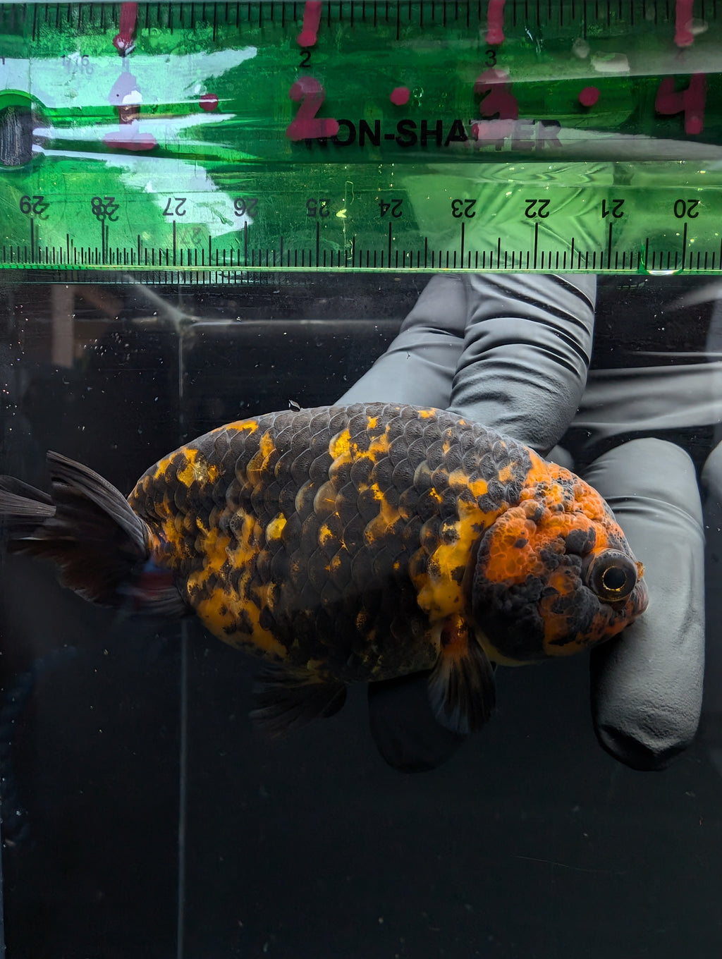 Jumbo Ranchu Calico 3.5"- 4" in. ID#717R8A-005