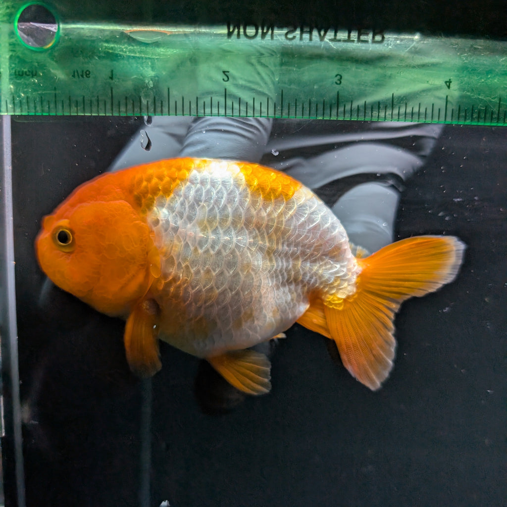 Ranchu Red White 4"-4.5"in. ID#821R4A-057