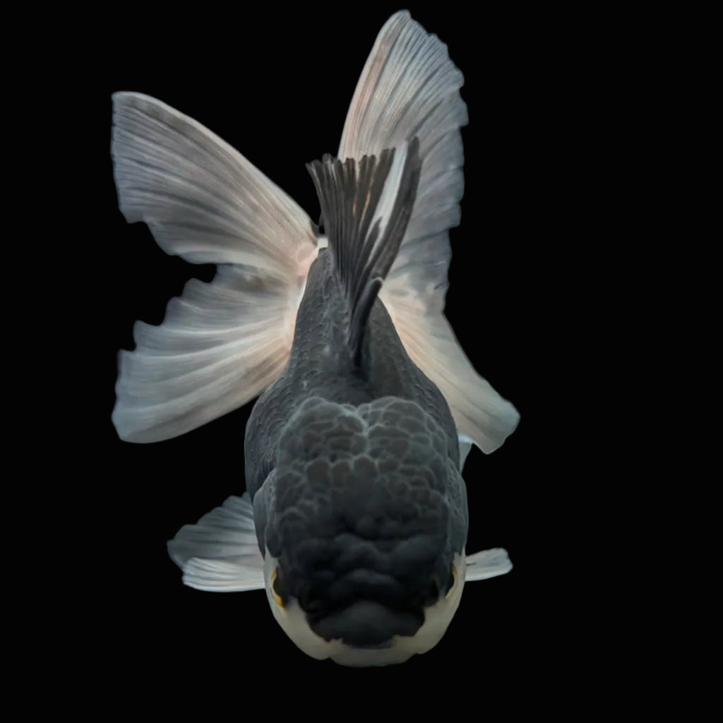 Thai Oranda Panda  4.5"-5"  ID#718T5B-002