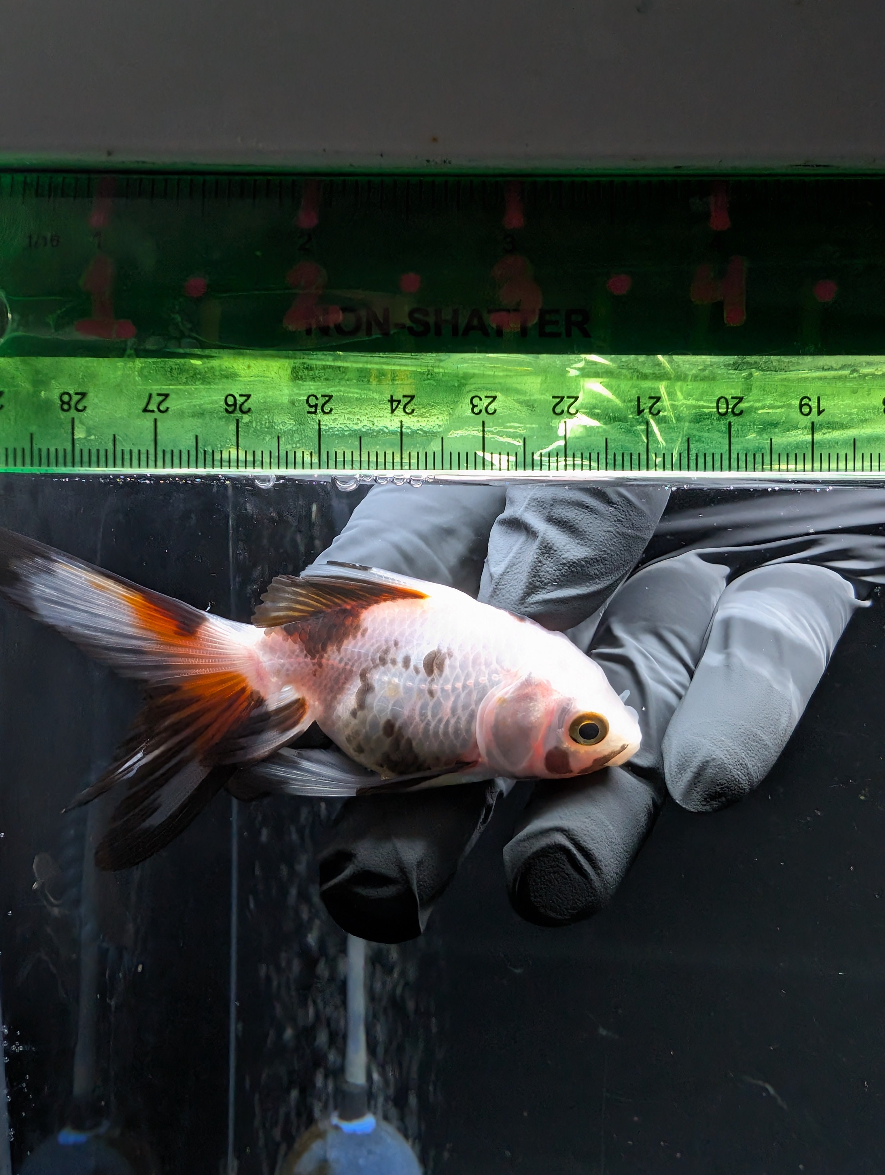 Juvenile Oranda  Tricolor 3"-3.5"in.  ID#619T1A-019
