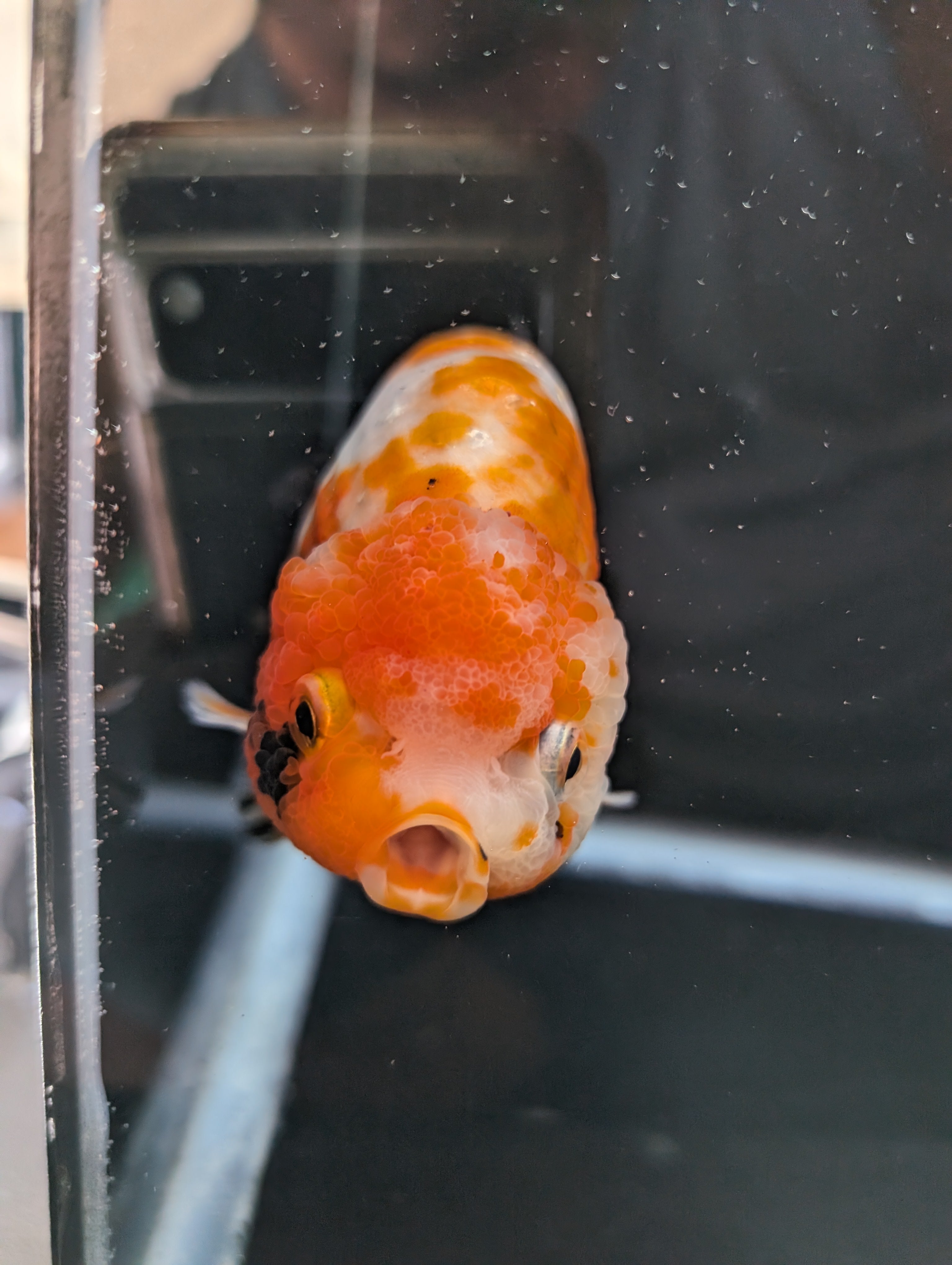 Jumbo Ranchu Sakura Calico 4.5"-5" in. ID#814R8A-026