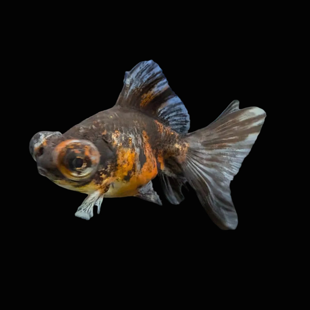 Telescope Butterfly Kirin Calico 3.5"-4" in. ID#612B6B-059