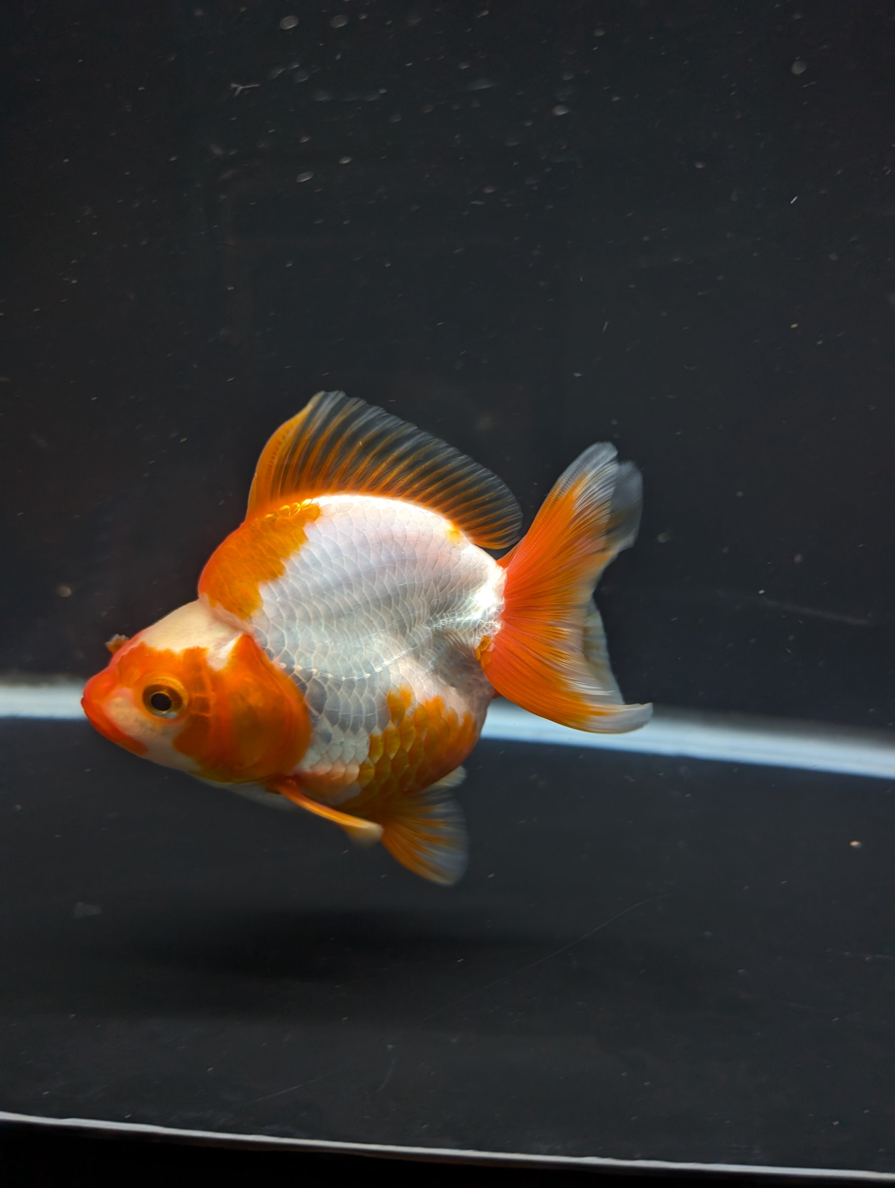 Jumbo Ryukin Short Tail Red White 4.5" in. ID#828STR5B-003