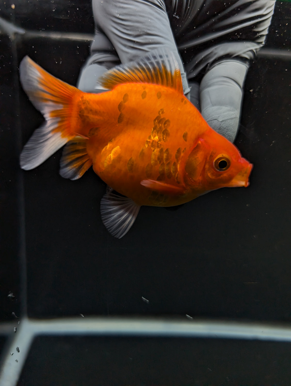 Tamasaba Sakura 3"-3.5" in. ID#1009TM1B-003