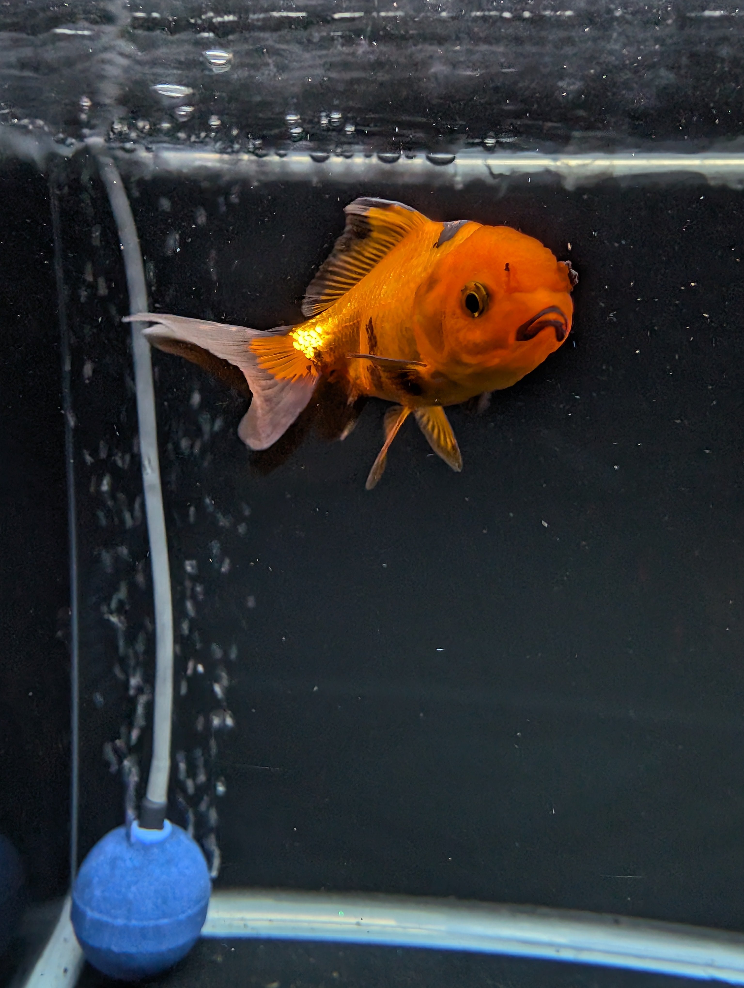 Juvenile Oranda Red Black 3"-3.5"in.  ID#522T1A-001