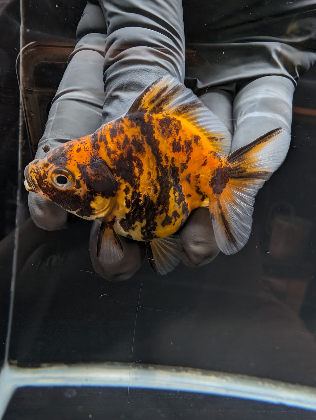 Baby Thai Shogun Oranda Tiger Calico 2"-2.5" in. ID#1023BSG11A-027