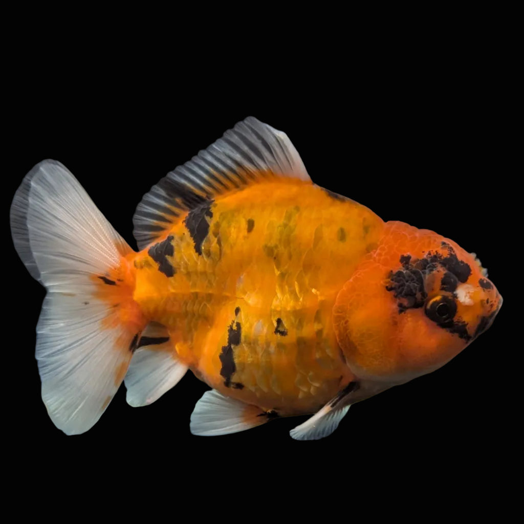 Jumbo Oranda Yuan Bao Calico   4"-4.5"in. ID#807SB13A-007