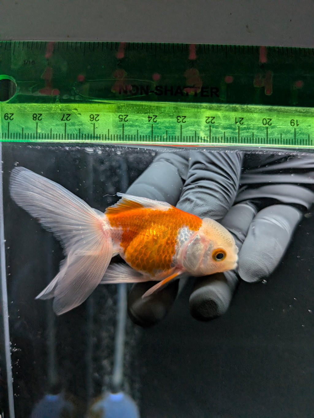 Juvenile Oranda  Red White 3"-3.5"in.  ID#619T1A-012