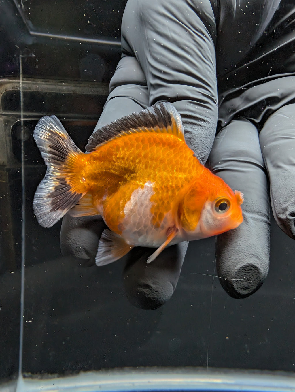 Baby Thai Shogun Oranda Tricolor 2"-2.5" in. ID#1016BSG11A-002