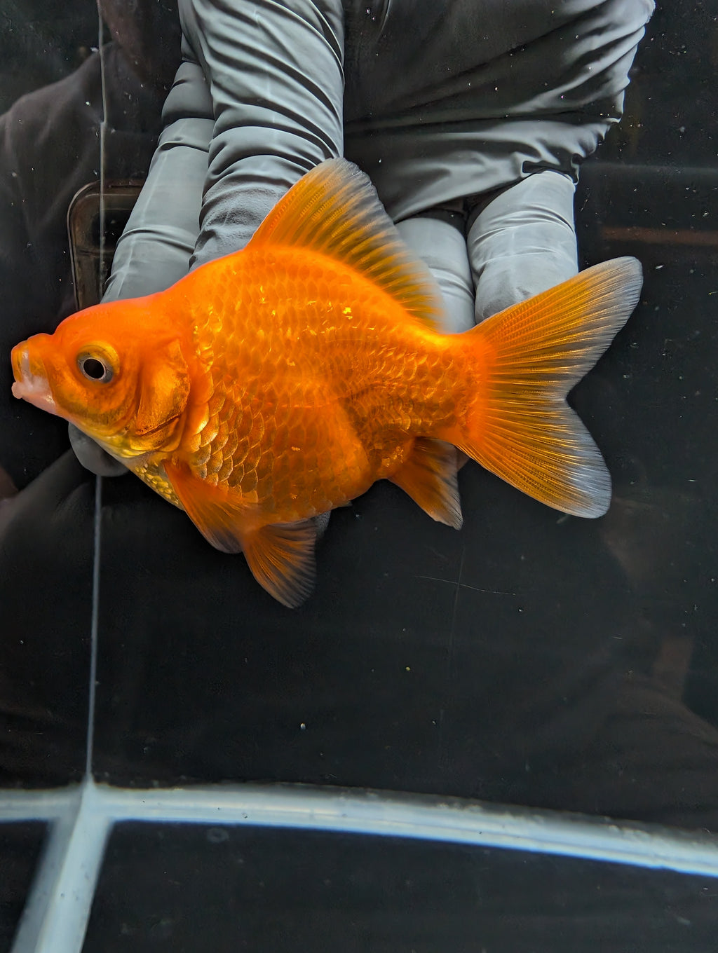 Tamasaba Red White 3.5"in. ID#1023TM1B-030