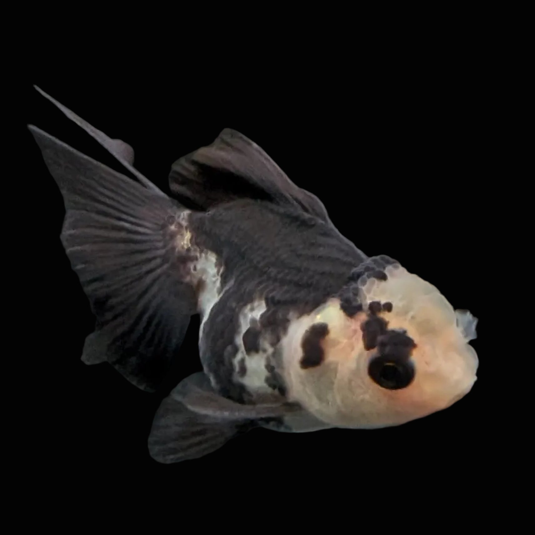 Thai Baby Oranda Panda 3"in.  ID#807T1A-005