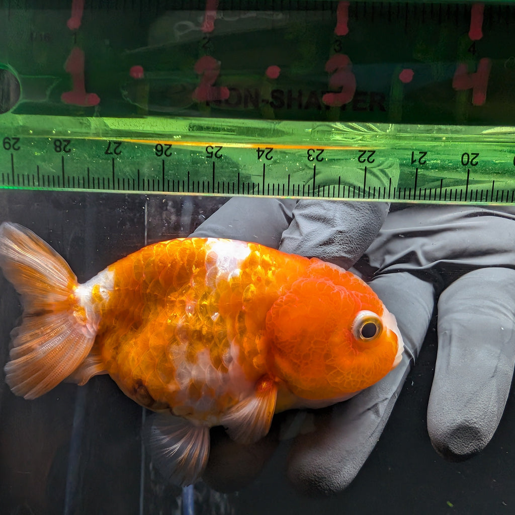Jumbo Ranchu Sakura 3.5"- 4" in. ID#626R8A-004