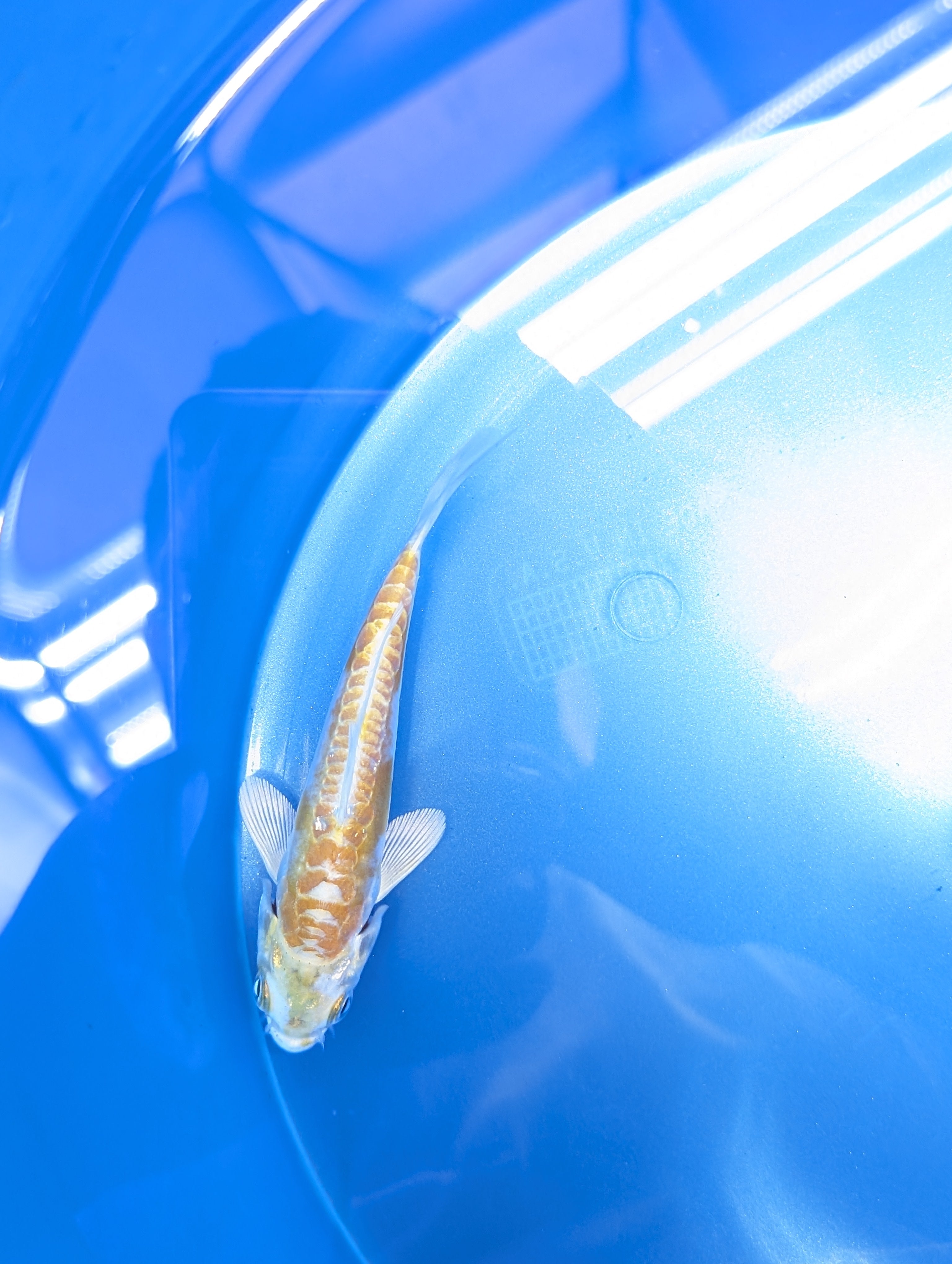 Doitsu Hariwake Koi  4"in. ID#806BFK-017